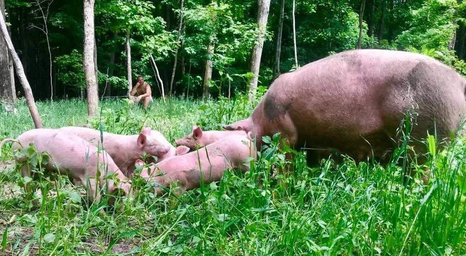 Case Country Farm 1 - Pig and litter.jpg