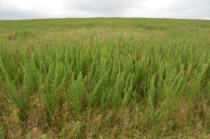 October 23: Weed Management and Identification Dr. Mark Renz, Professor and Extension Weed Specialist at the University of Wisconsin, will discuss approaches livestock producers can take to manage weeds in their pastures. Dr. Renz will focus much of the webinar on weed identification, highlighting resources available to help with identification and even assist with identification of specific weeds. Register