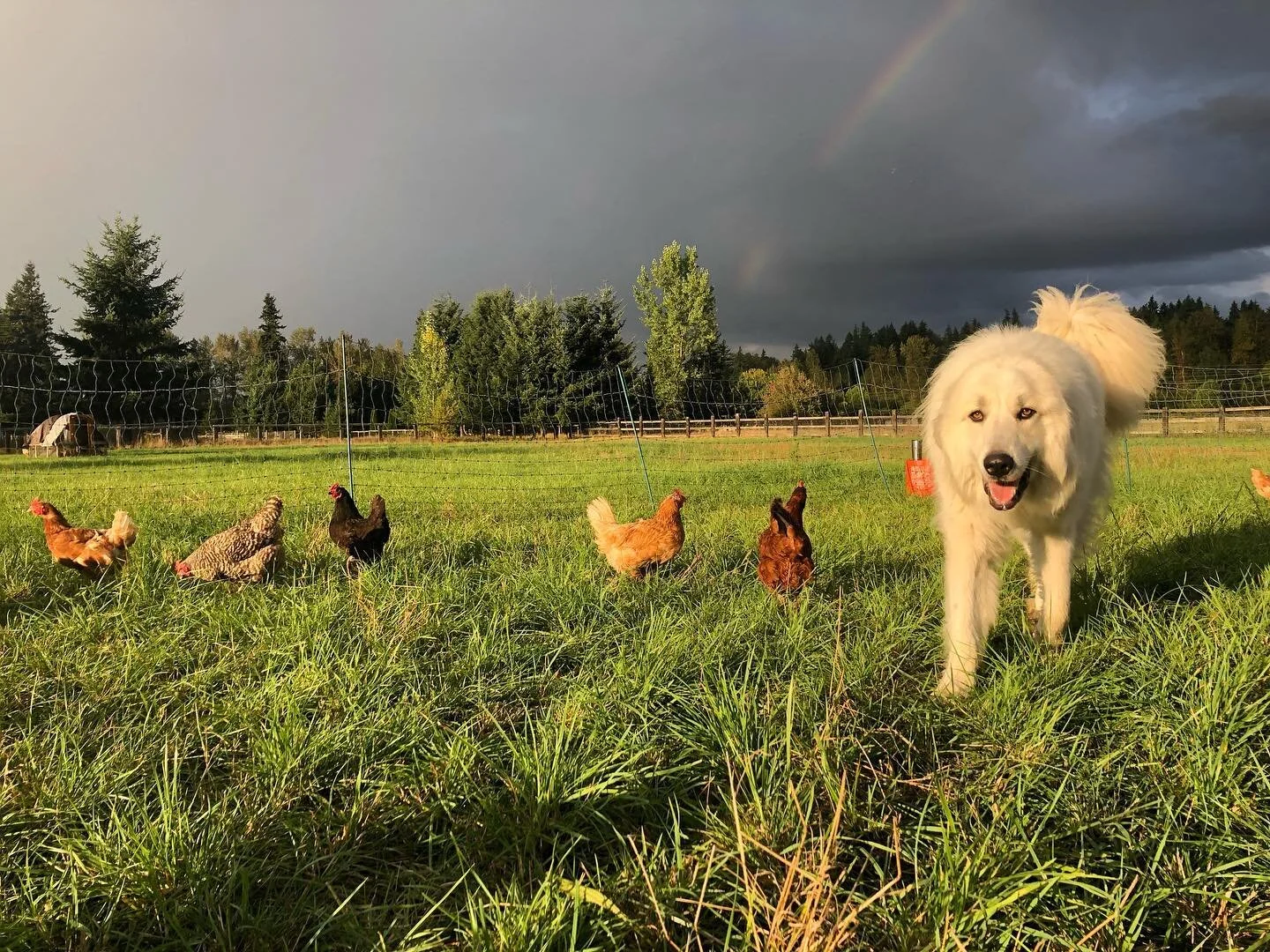 Hell or High Water Farm_Lucky LGD and layers.jpg