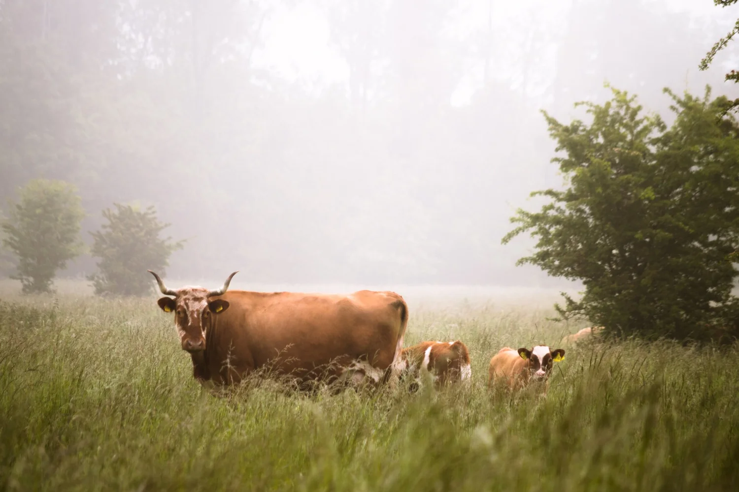 Vendor List Food Animal Concerns Trust