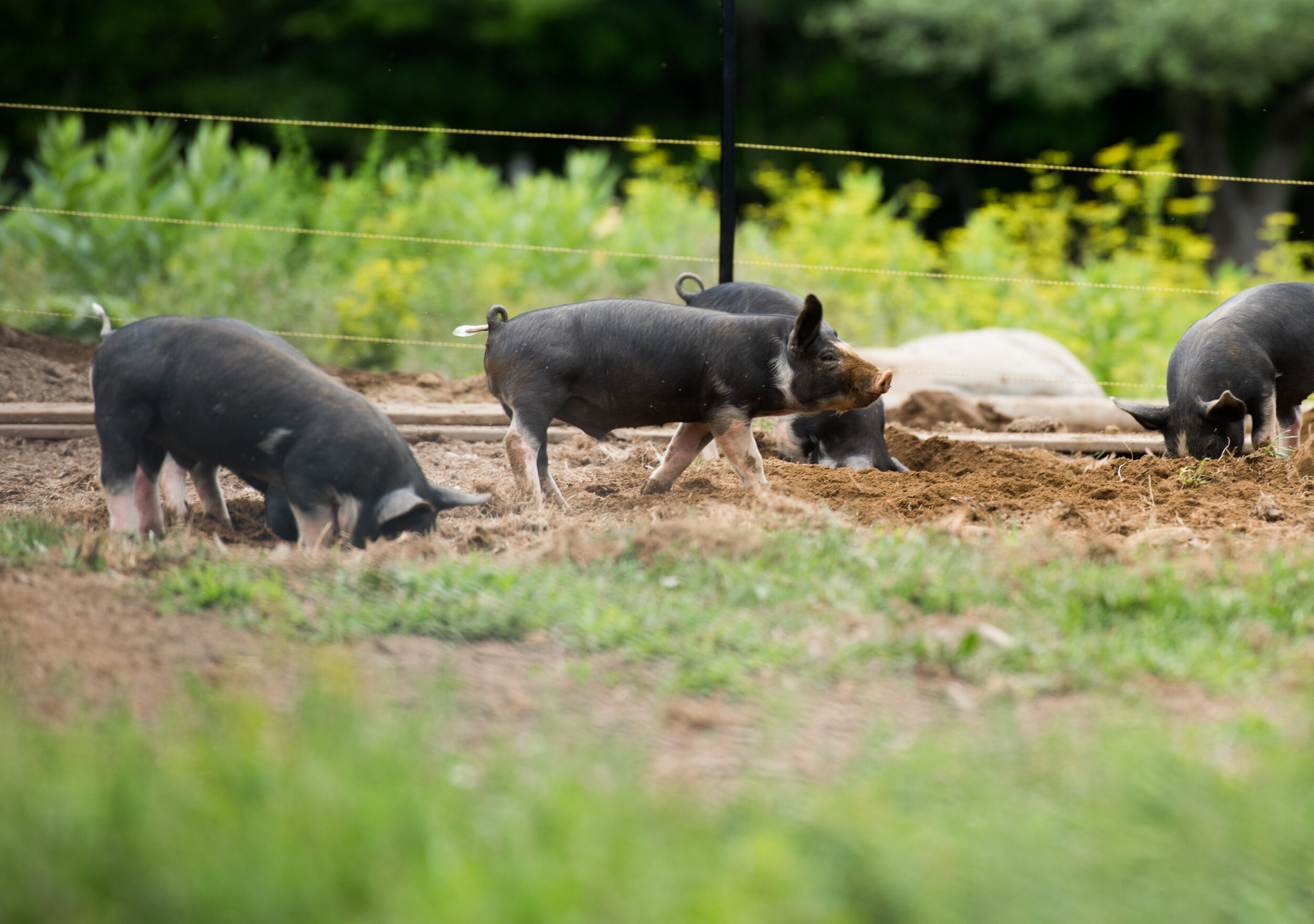 Running Wild Farm_pigs on pasture.jpg