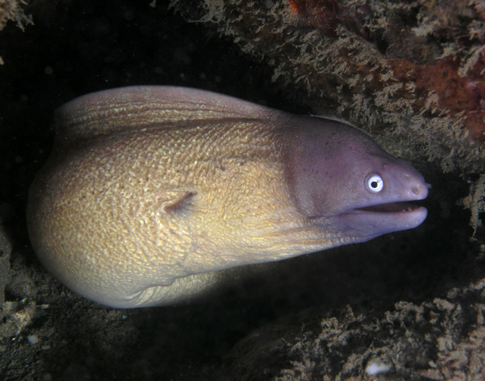 A greyface moray eel, found in the Indo-Pacific area.