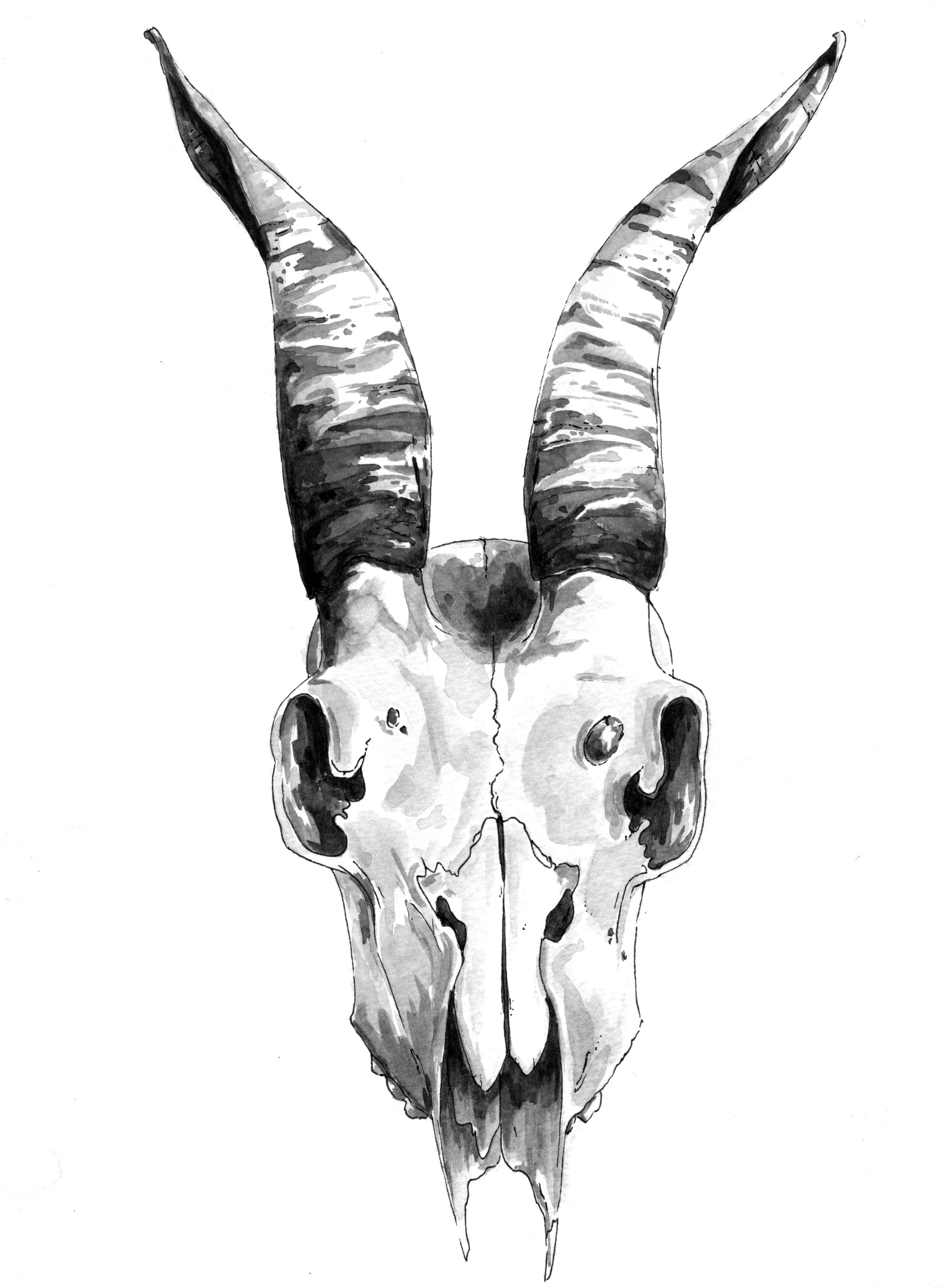 charlieskull.jpg