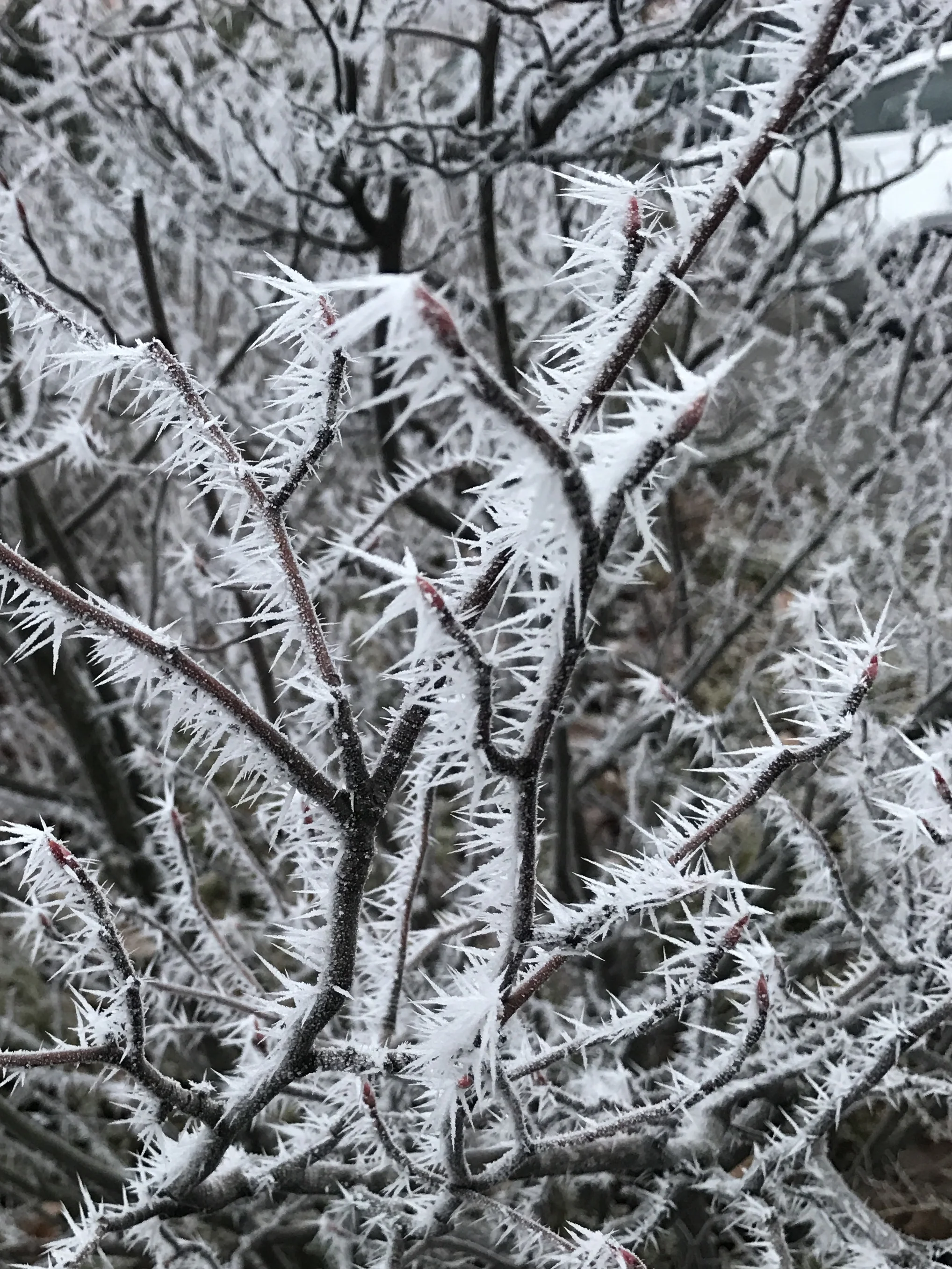 Snow Thorns.jpg