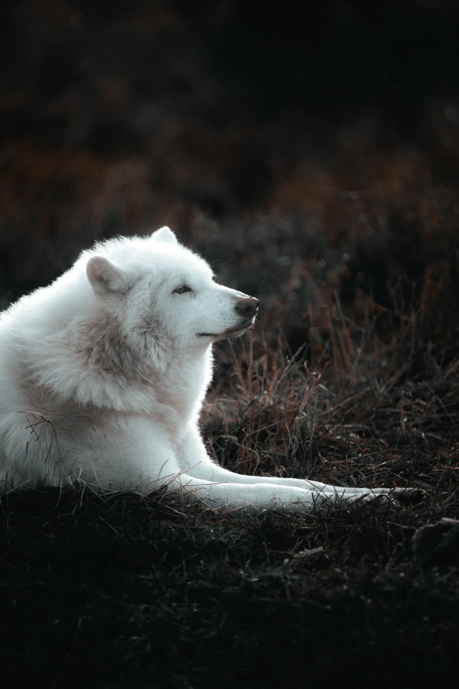 Alaska — photograph 3