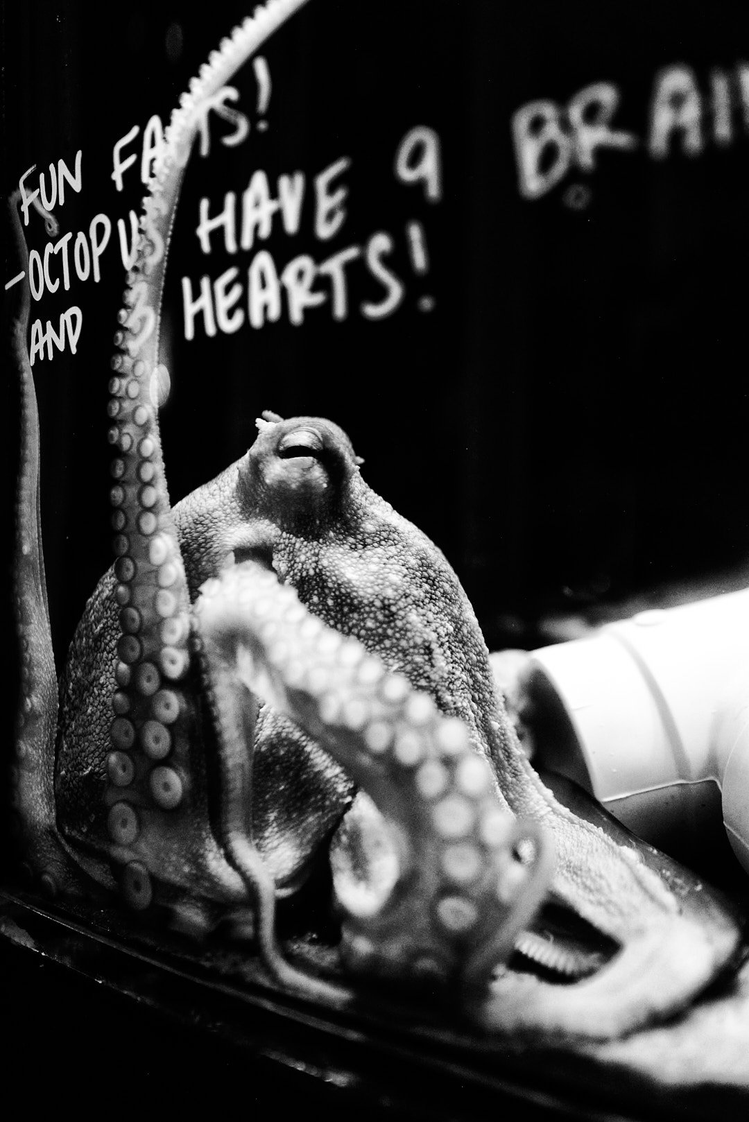3 hearts Octopus 