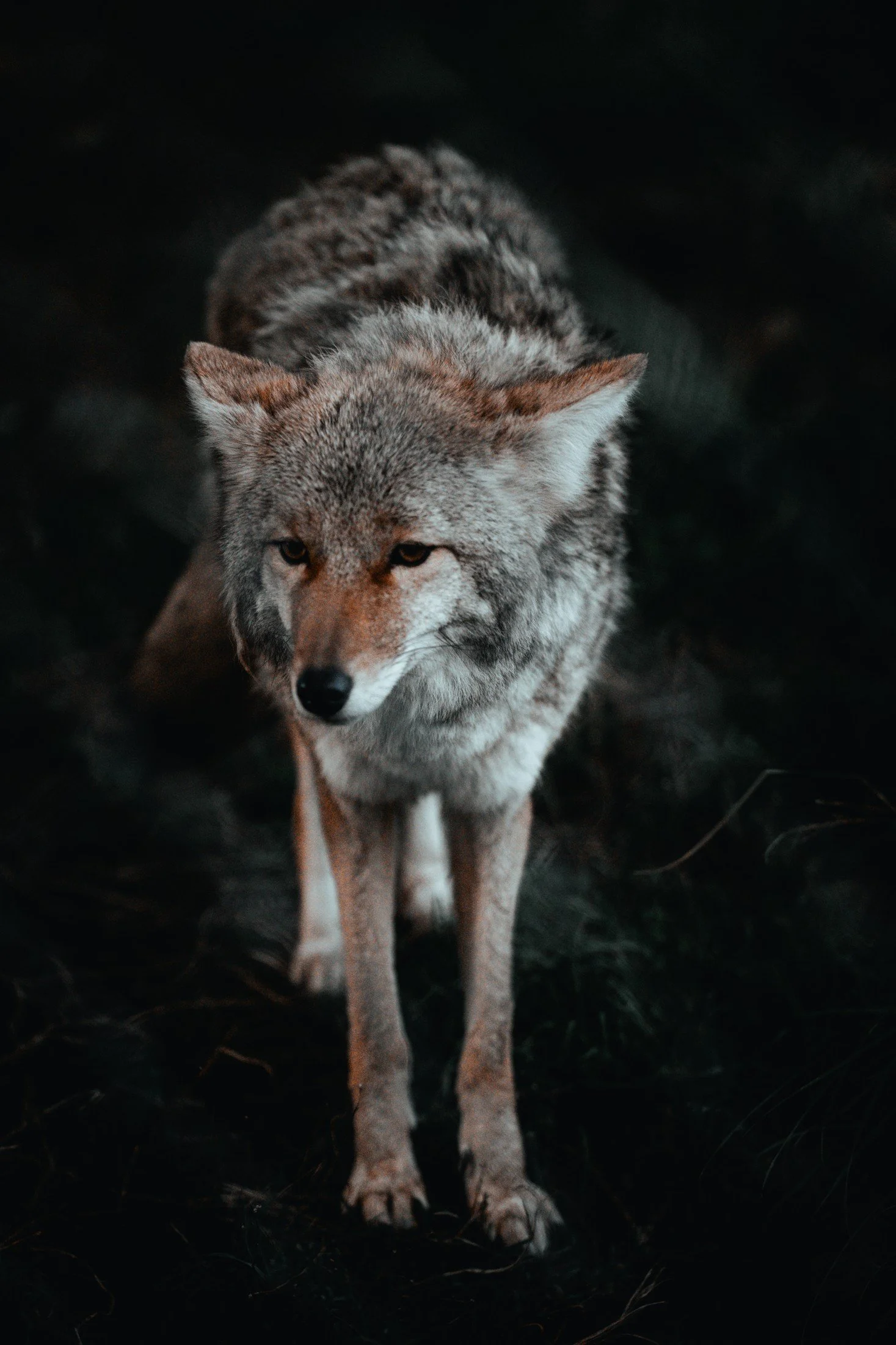 Alaska — photograph 2