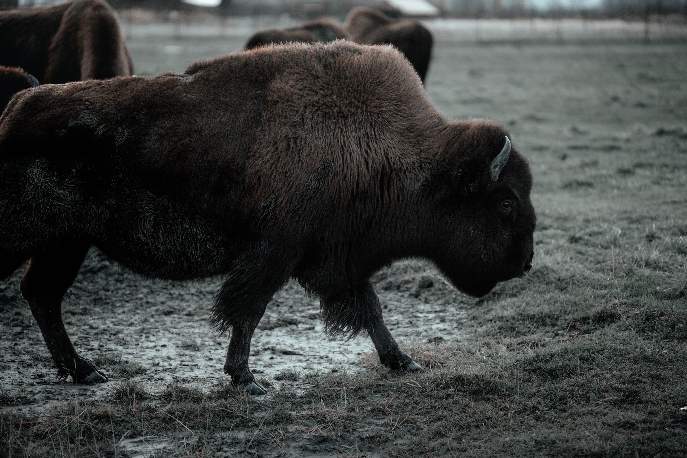 Alaska — photograph 4