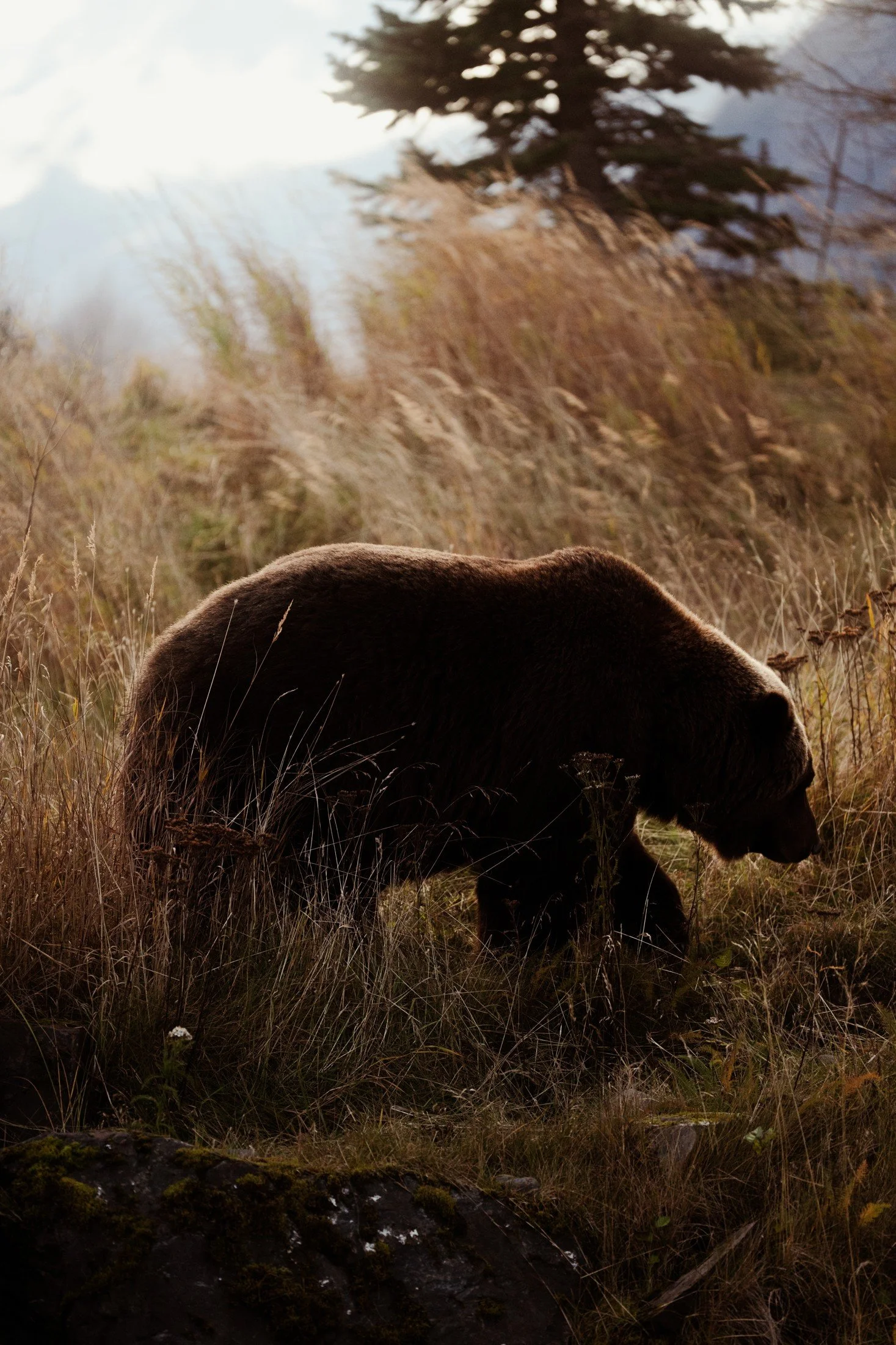 Alaska — photograph 5