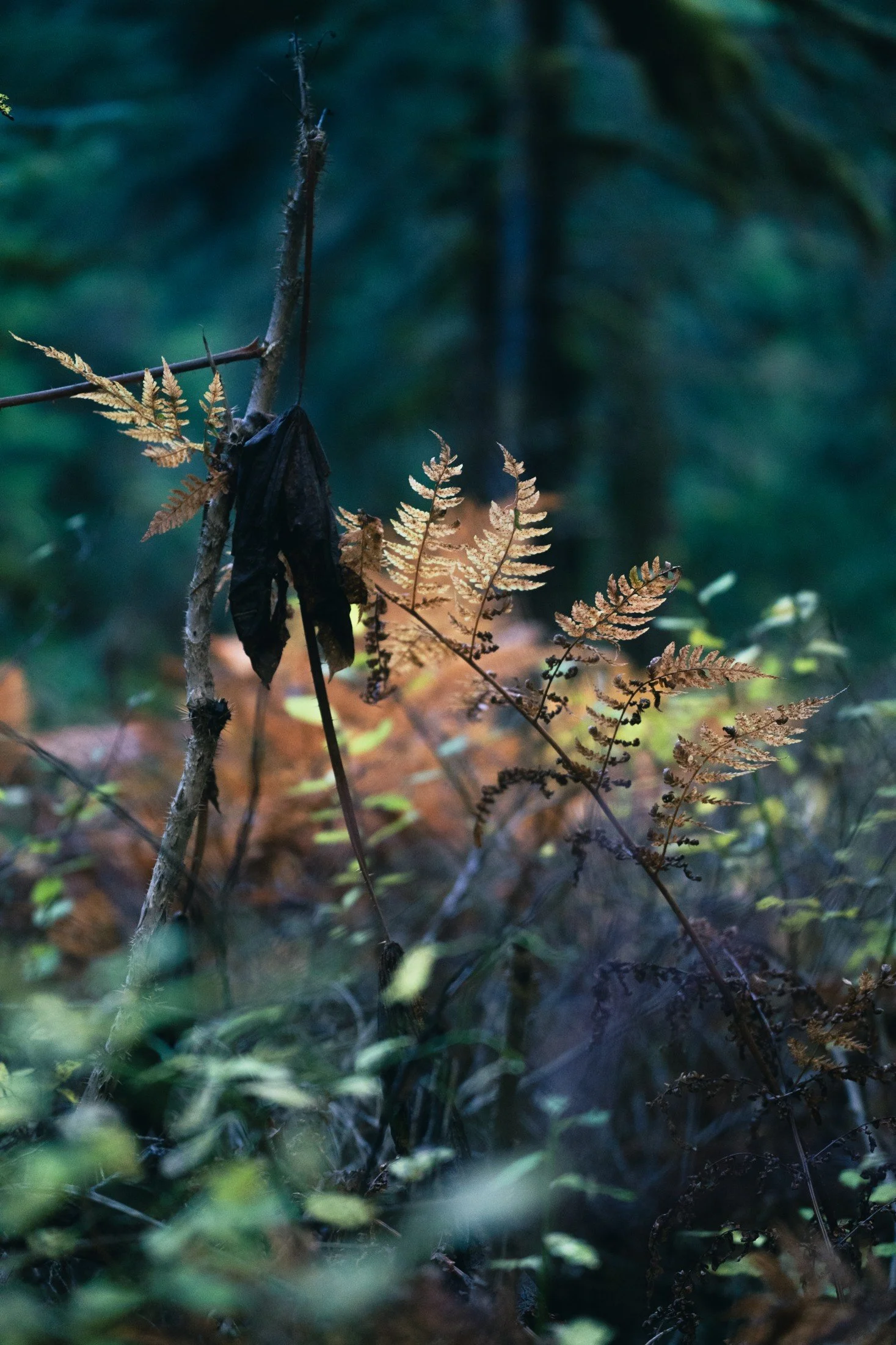 Alaska — photograph 8