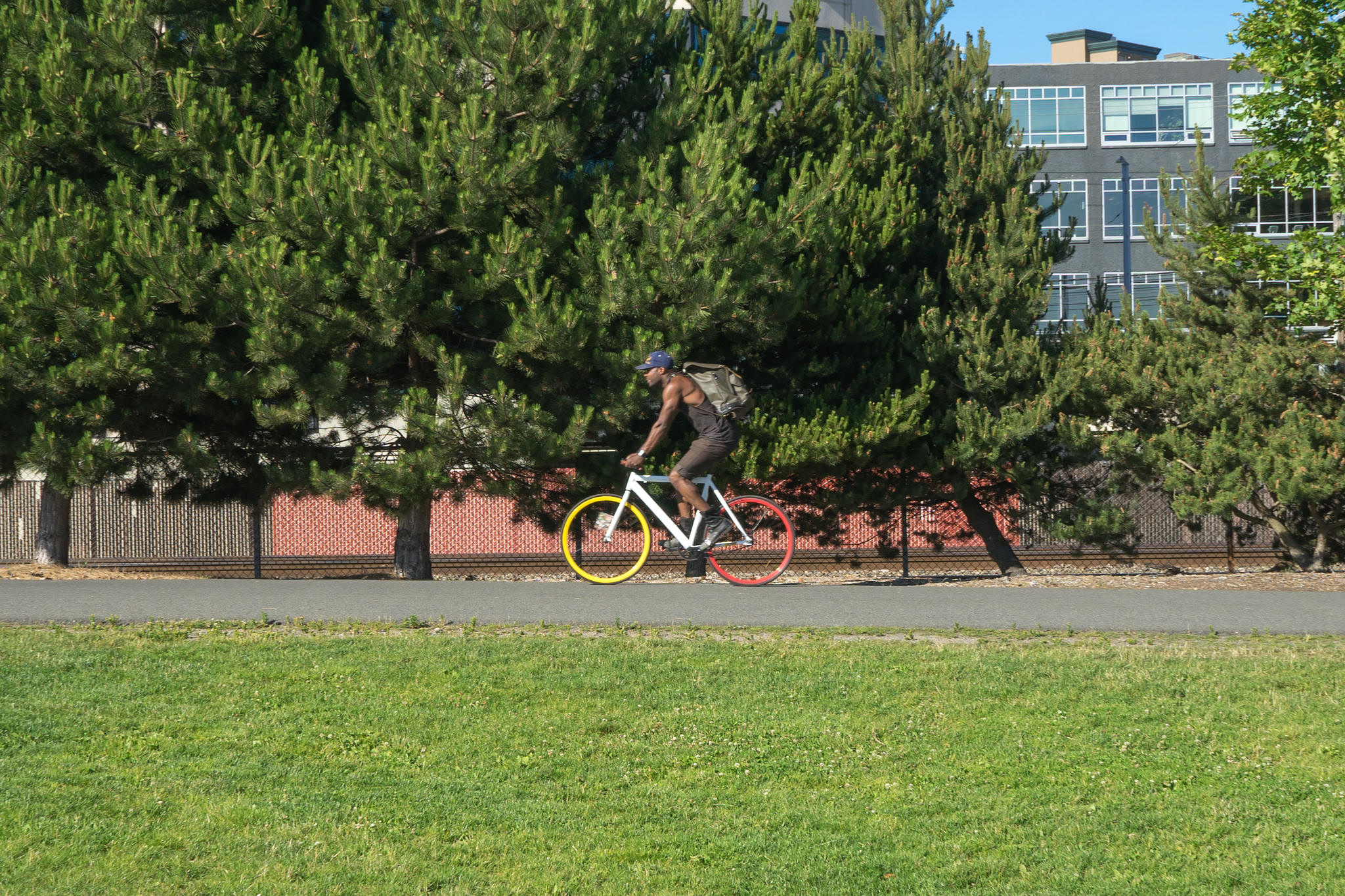 Velocipede.