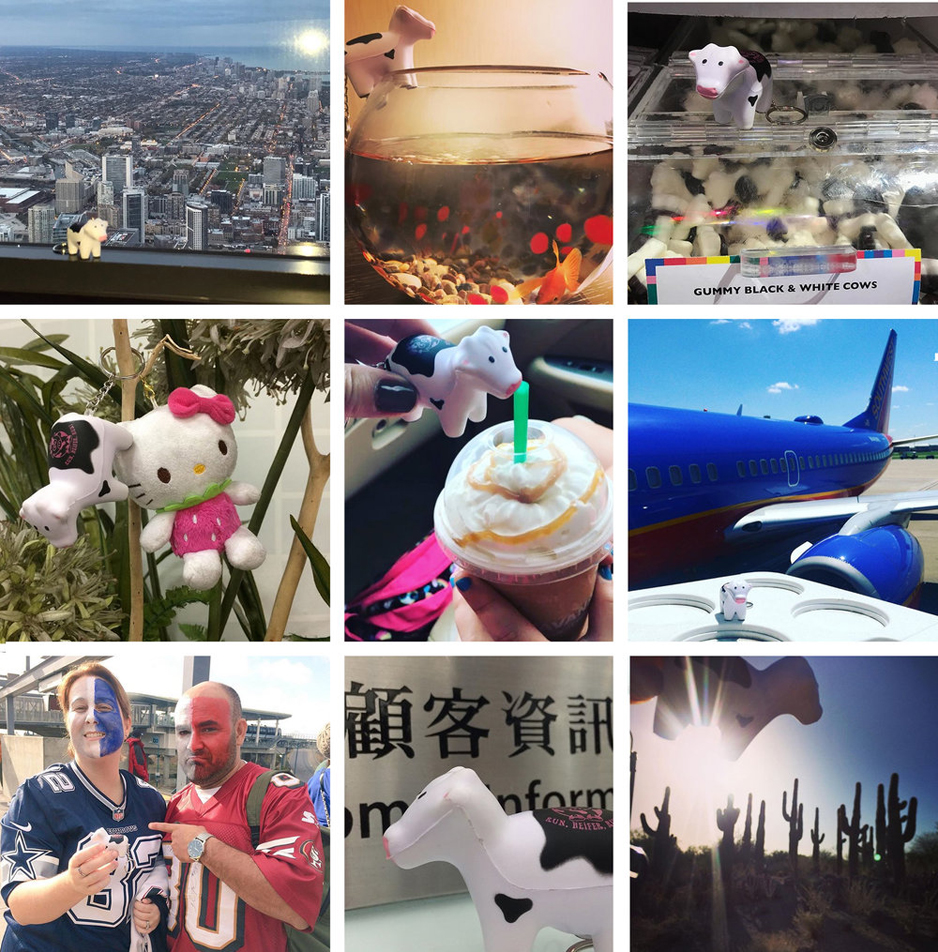 Chicago to China, Phoenix to Philadelphia, where is YOUR #heiferBelle?