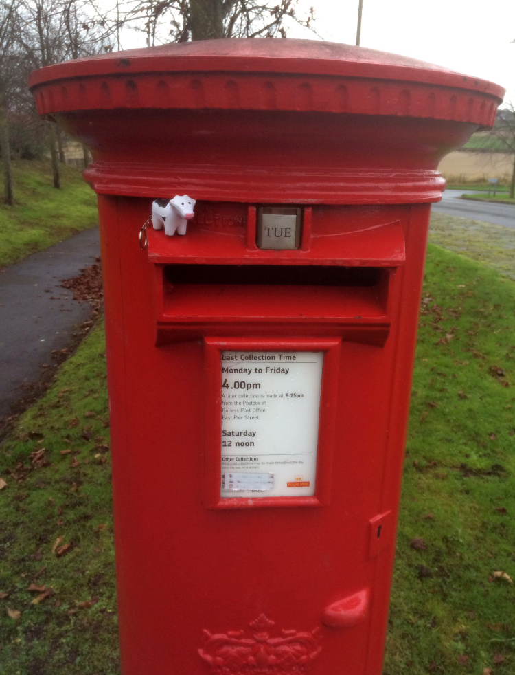#heiferBelle hanging around on the post box in Scotland!
