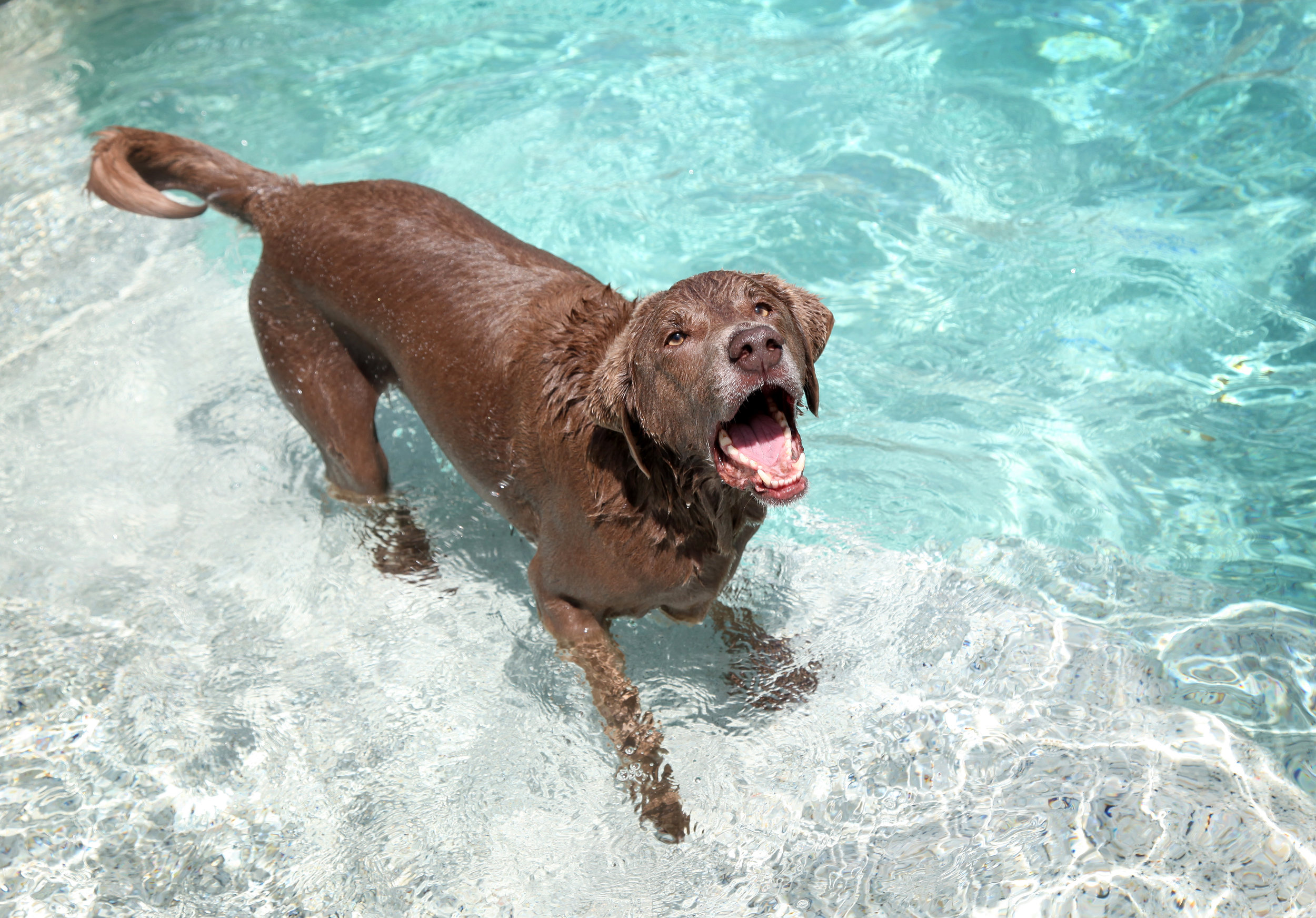 Hello. I'm #SpazPuppy. I love swimming, running, and long walks on the beach. I like sensitive doggies who like tummy rubs. I eat anything that's not nailed down, including socks, shoes, pigeons, and pudding mix. I'm 11 years old and still a puppy. This is pretty much my normal face, barking at someone. Every night, I try to FishNap and eat our family's fish, named #SwedishFish. He's been placed in the FishnessProtectionProgram. 