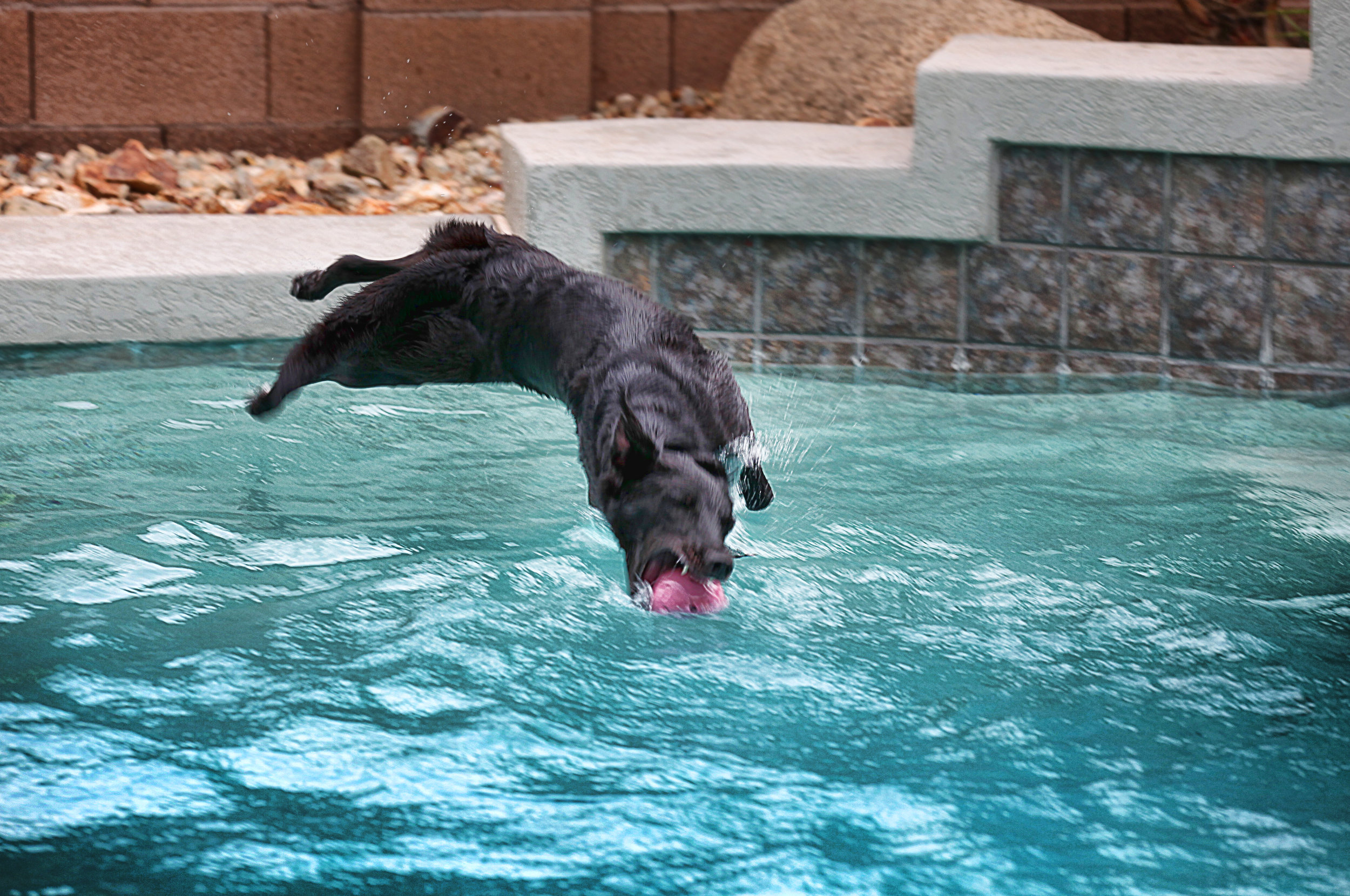 Hello. I'm Lilly. I'm the GOOD dog. I'm athletic, I jump 9' in the air, and dive 6' under all summer long. I love swimming, running, getting my tummy rubbed, and snuggling with my mommy. Because I'm the GOOD dog. I can do no wrong, and even when #SpazPuppy leads me down a path of opened trash cans and stuff, I turn away, and won't have any part of it. I'm the GOOD dog.