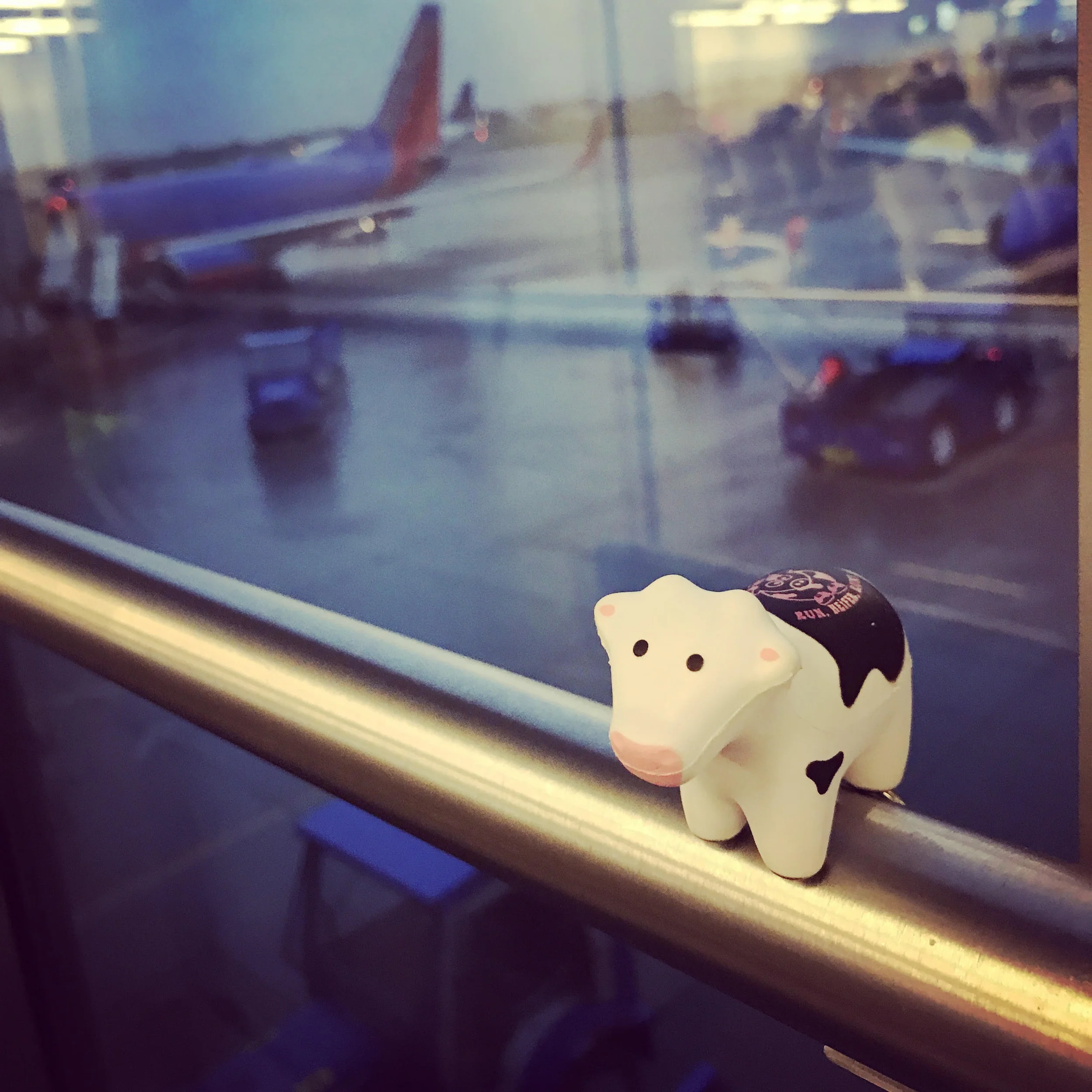 Have #heiferBelle, will travel...and FYI #heiferBelle flies SWA.