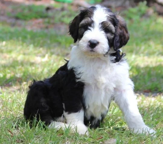 sable bernedoodle for sale