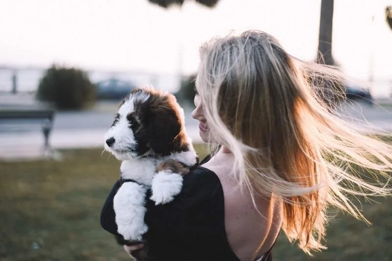 medium bernedoodle puppies for sale