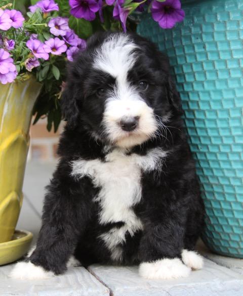 bernedoodle puppies available now