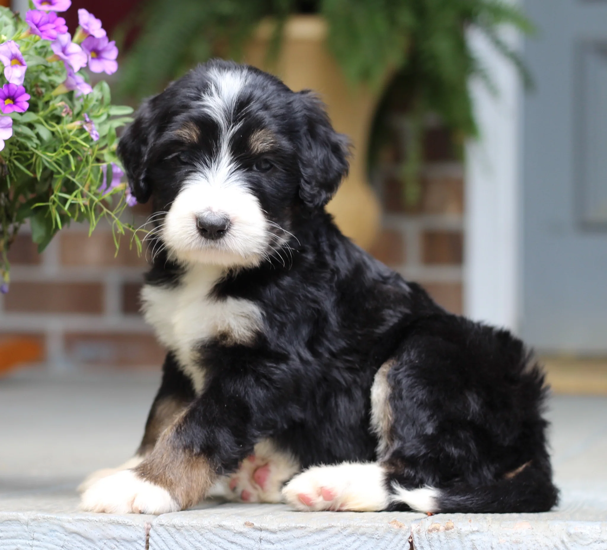 tri colour bernedoodle