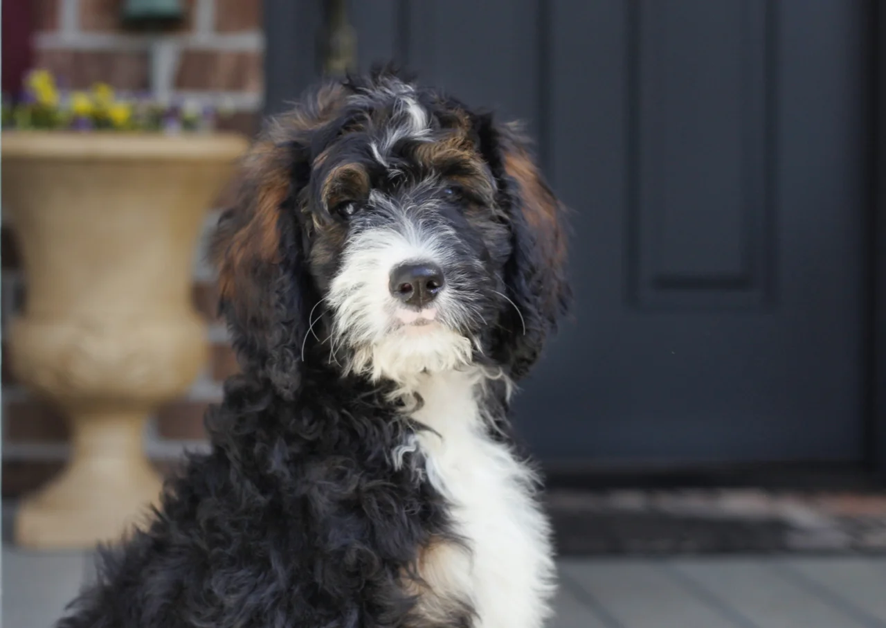 Cobblestone Bethel  SOLD to Joy in California!  (Puppy Star)