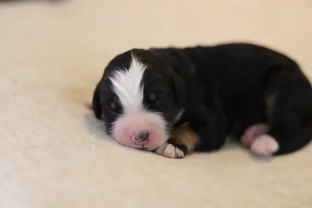 Cobblestone Bridge SOLD to Sarah Smith!