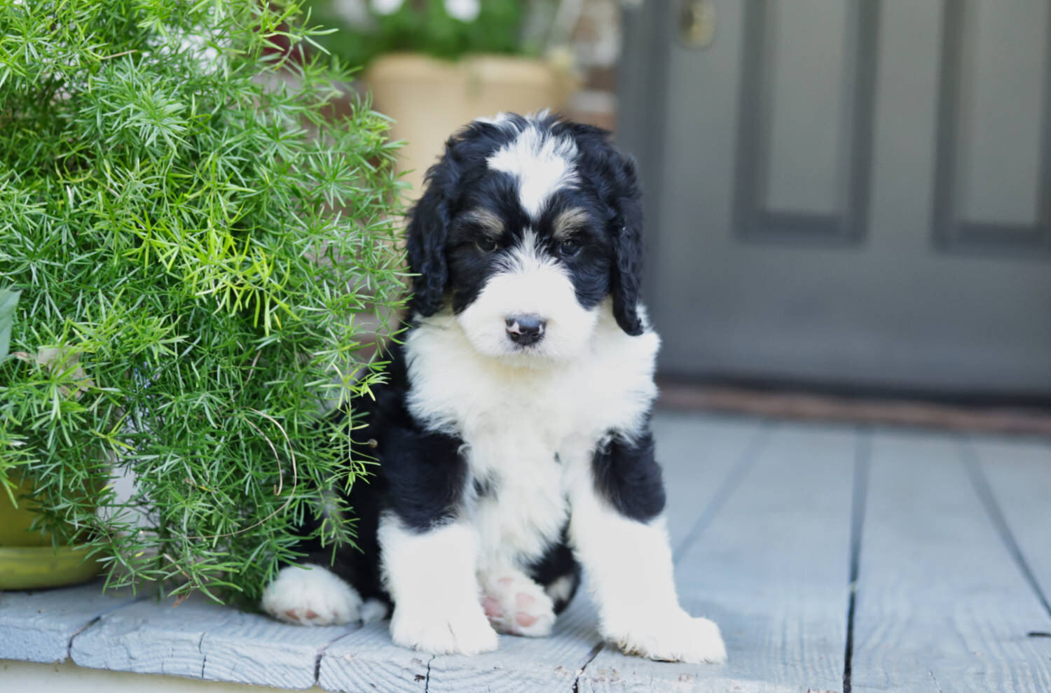 Bernedoodle puppy Sailor.jpeg