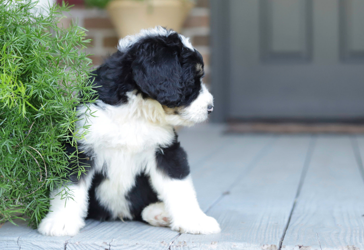 Bernedoodle puppy Sailor 4.jpeg