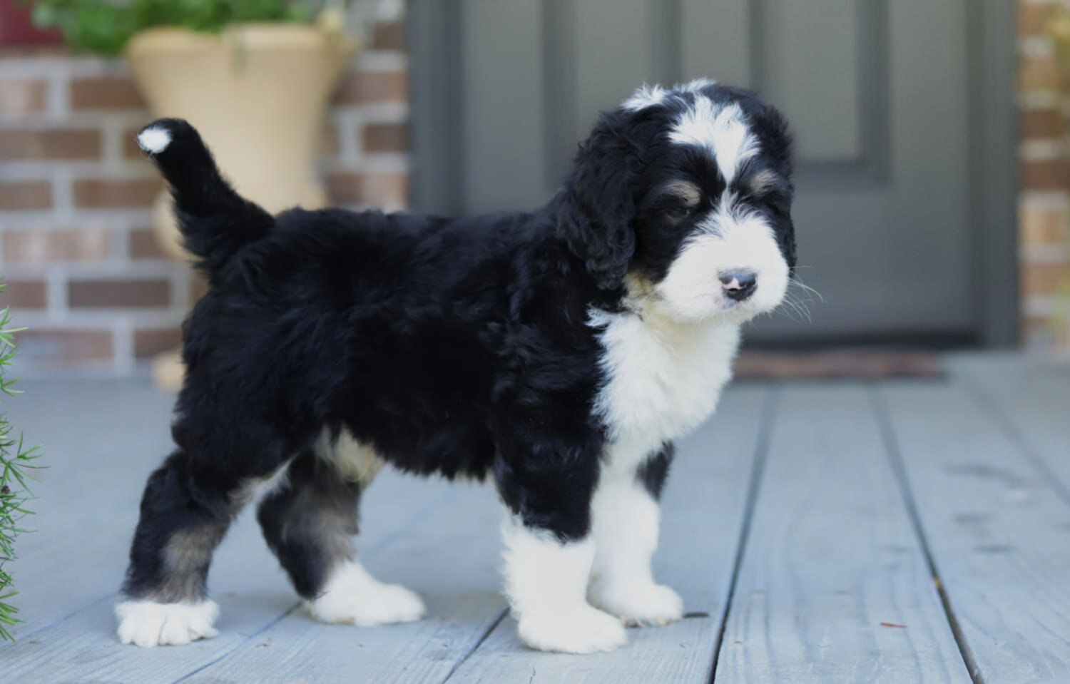 Bernedoodle puppy.jpeg