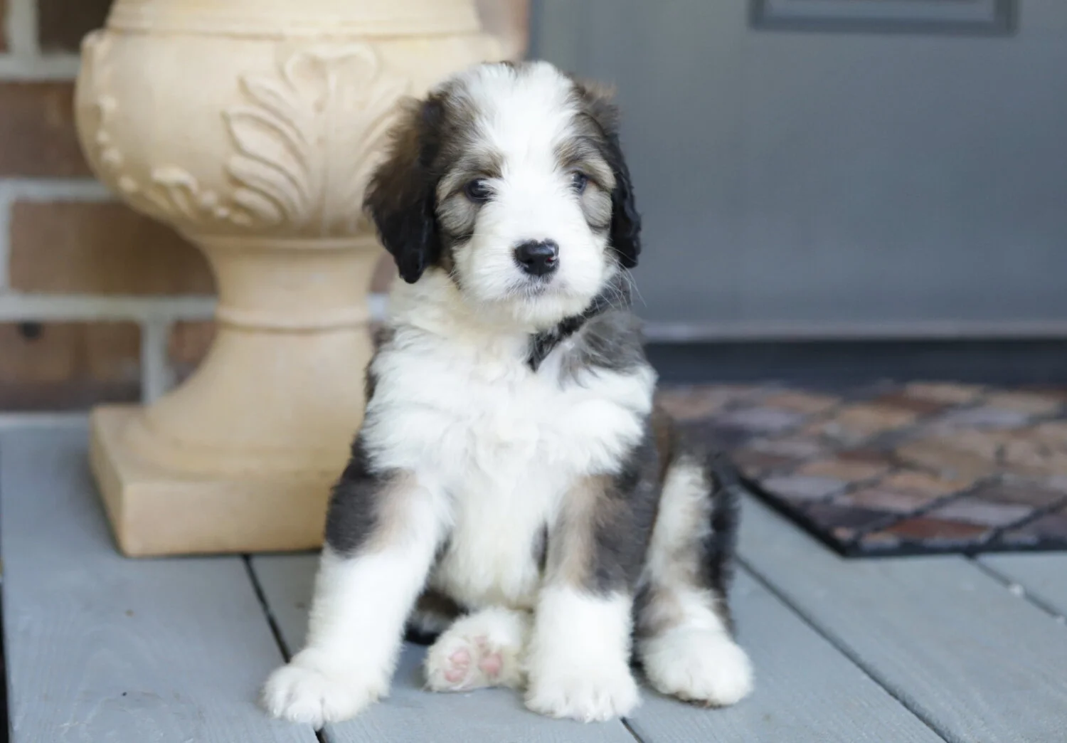 cobblestone bernedoodle