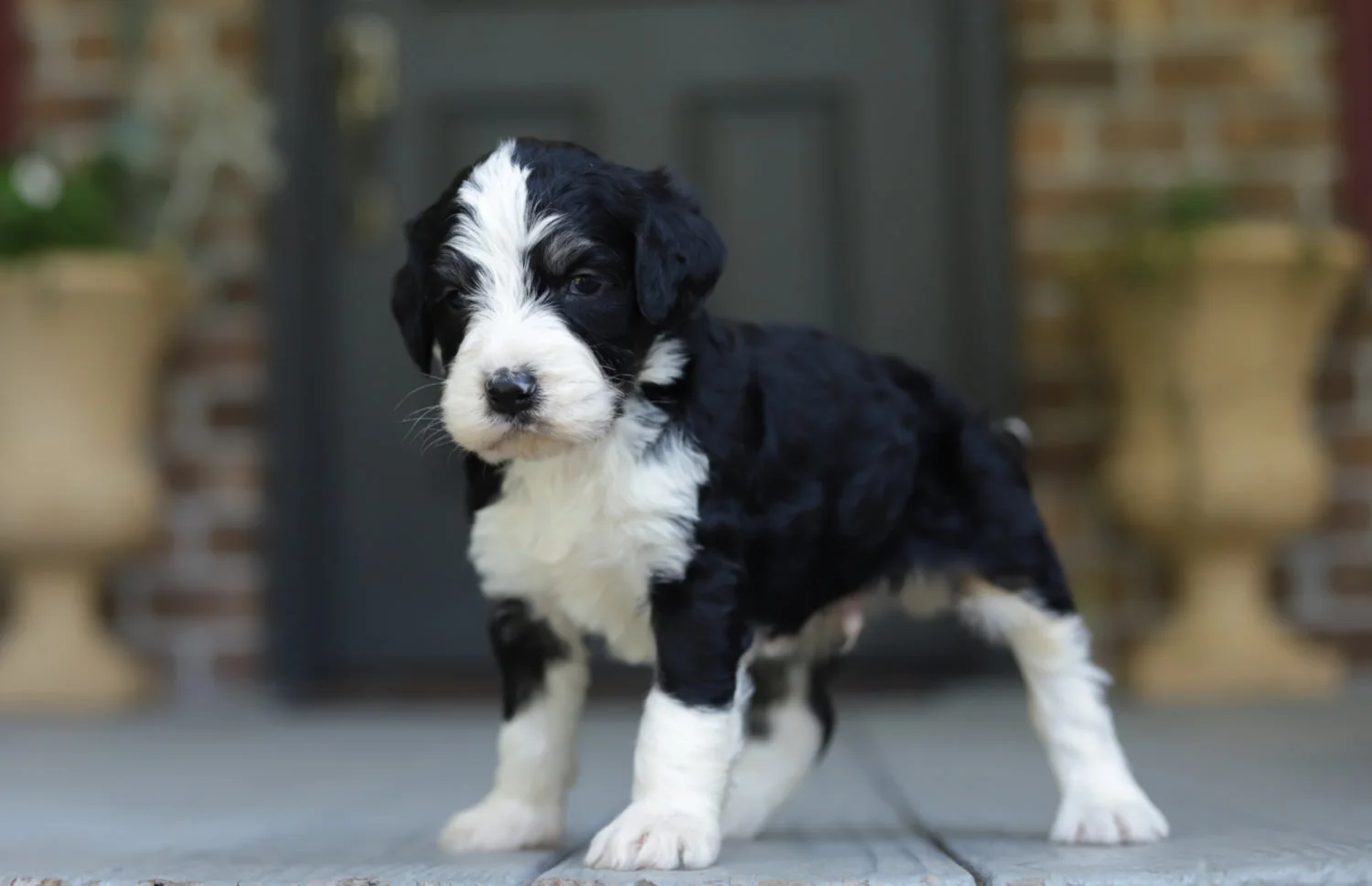 Cobblestone Farley  SOLD!  To Chad in South Carolina!