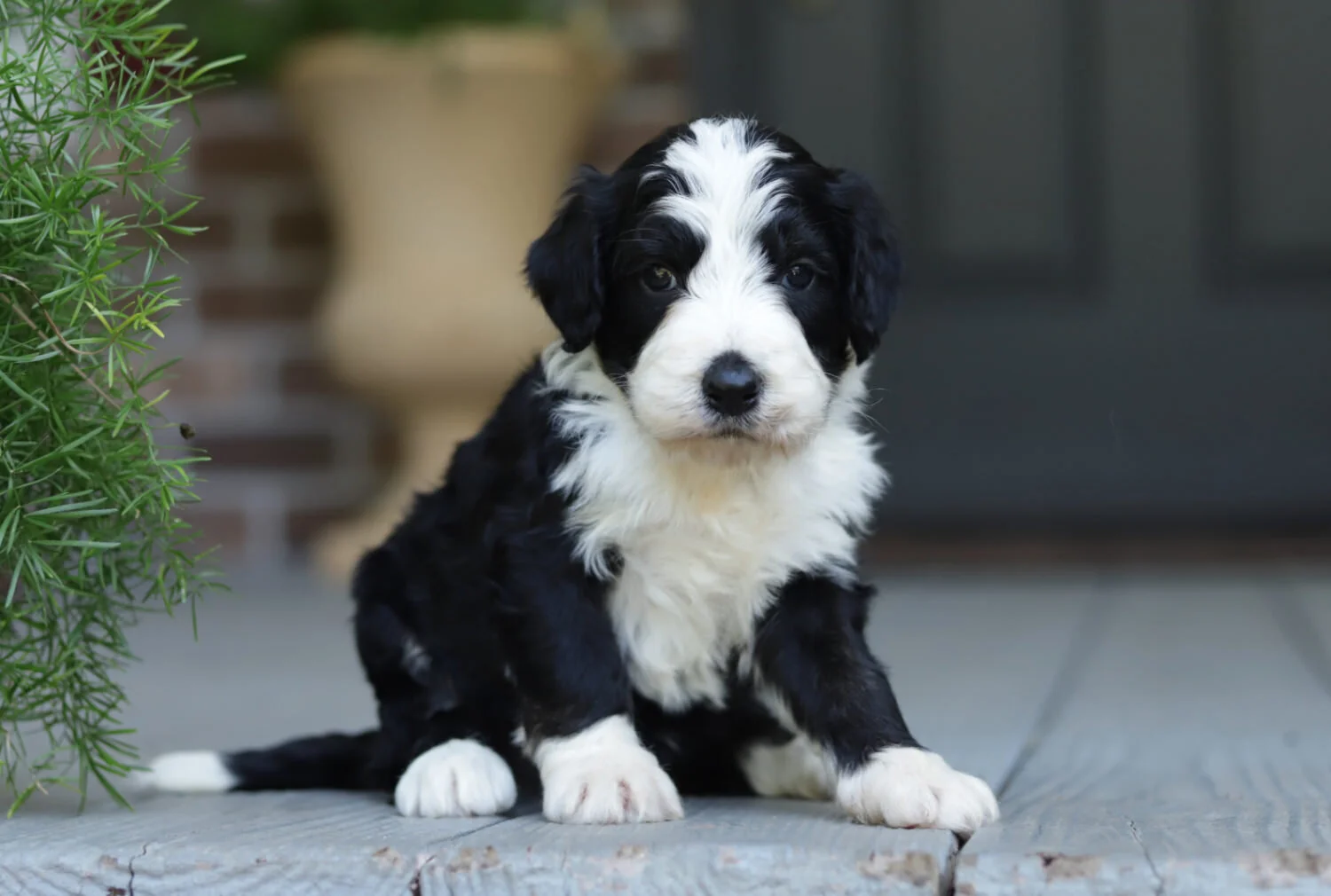 Cobblestone Finnegan SOLD! To Tracy & Joe in South Carolina!