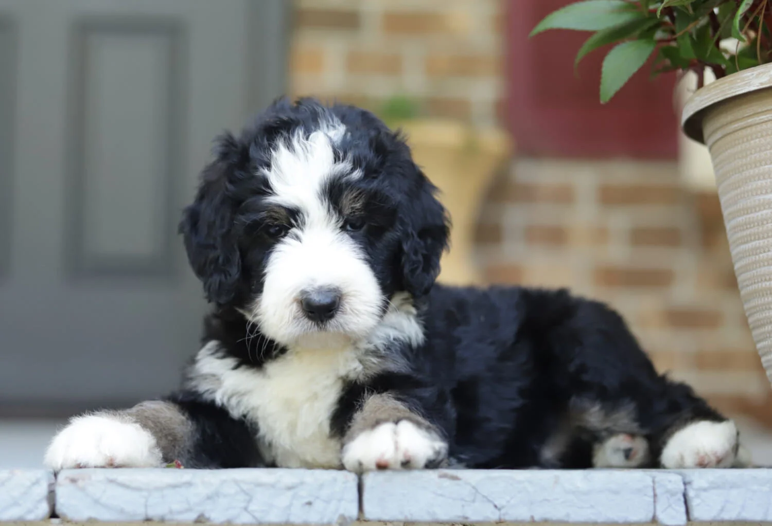cobblestone bernedoodle