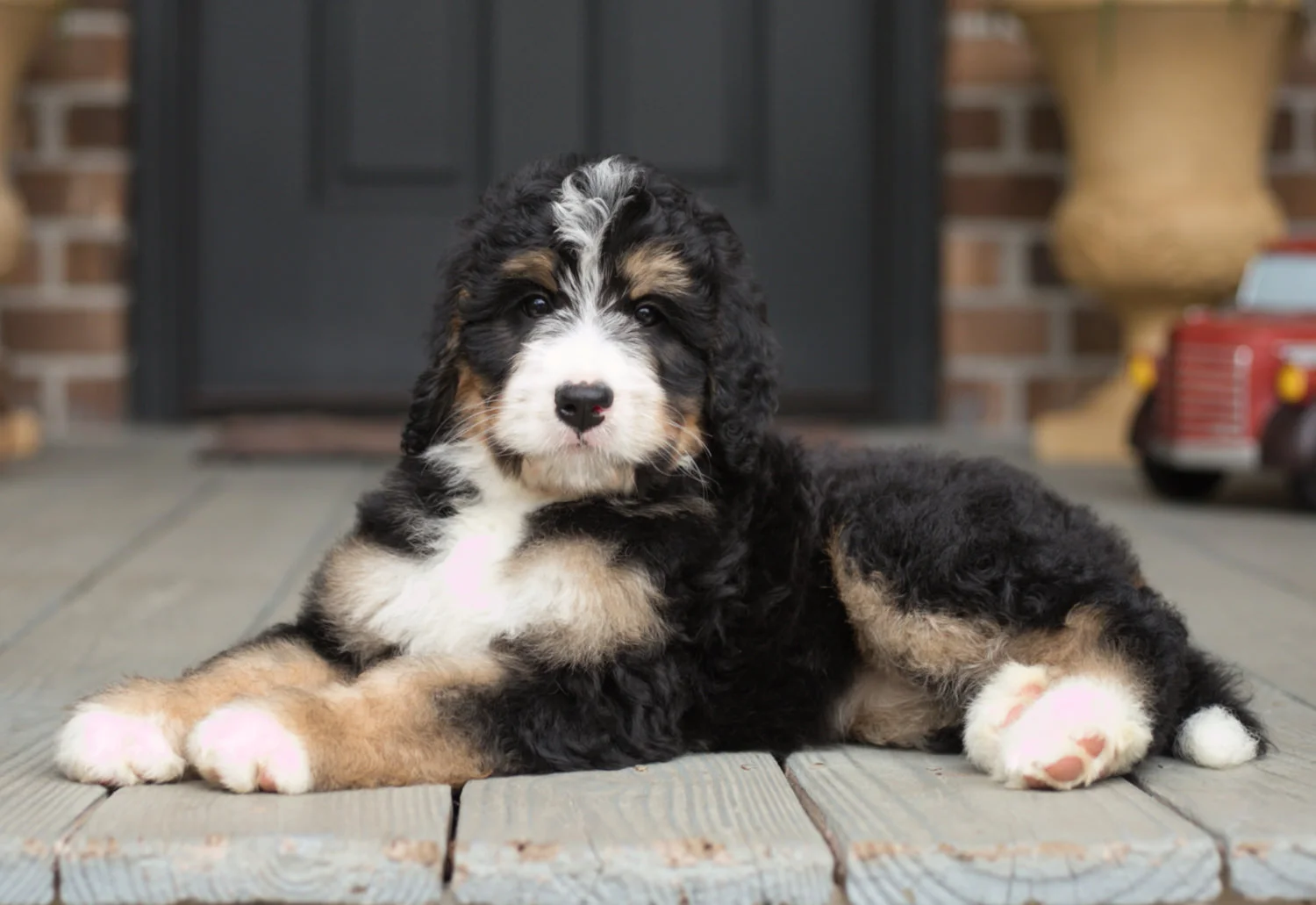 Bernedoodle puppy from Cobblestone Kennel.jpeg