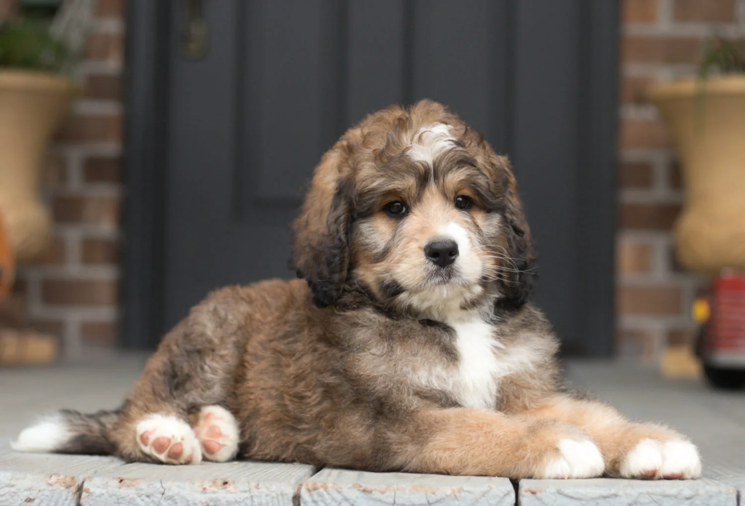 Cobblestone Oscar - Sold to Heather in Texas!