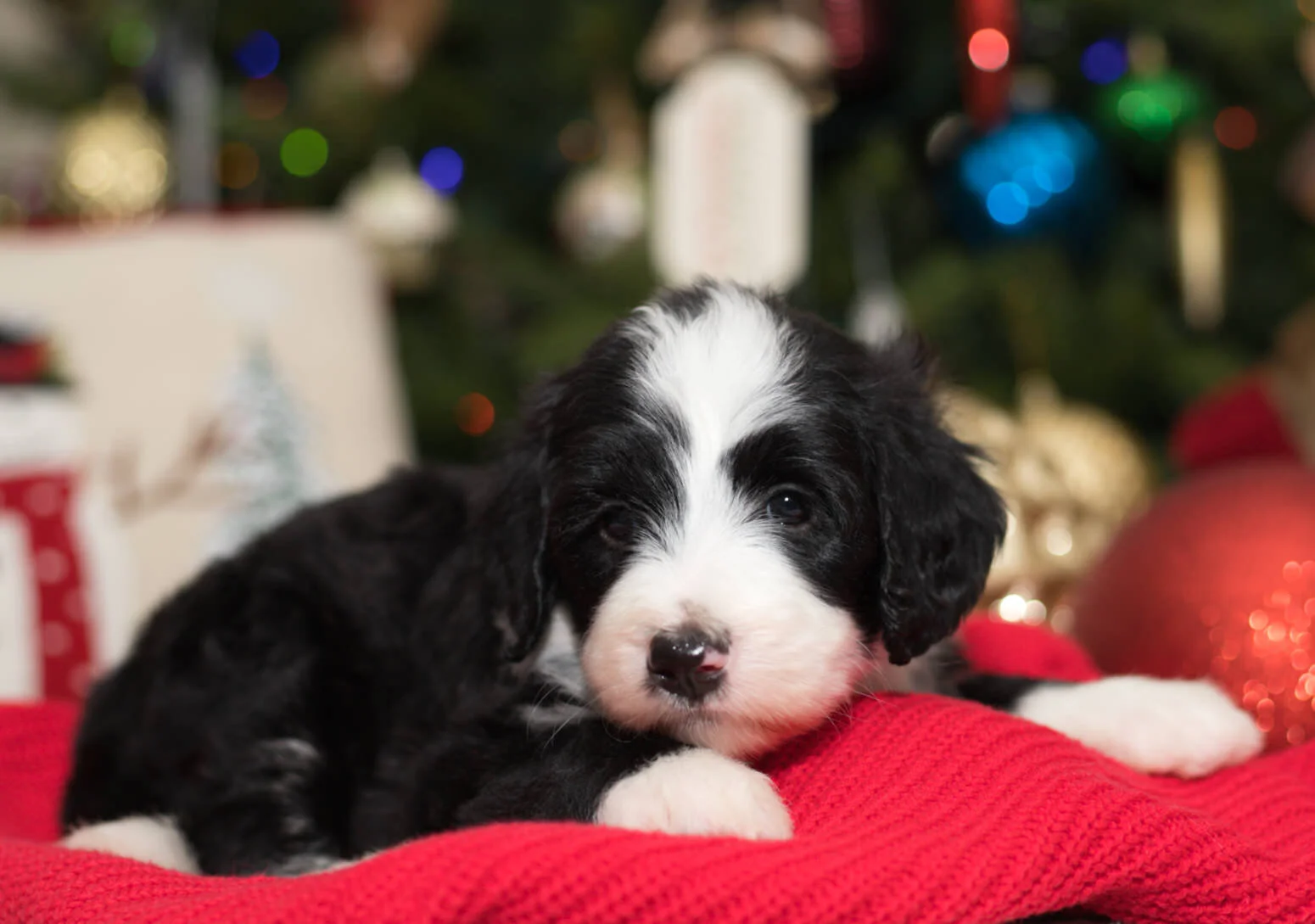 Bernedoodle Puppy 1.jpeg