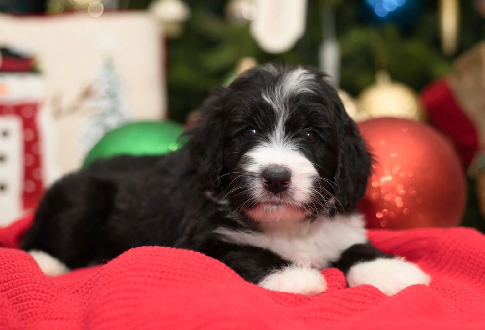 Bernedoodle Puppy Sonic.jpeg