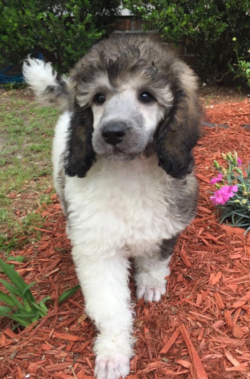 bernedoodle babies