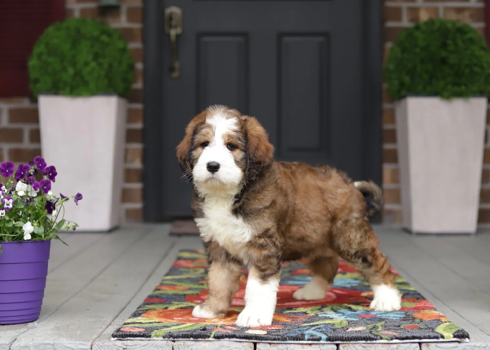 Cobblestone Egypt Sold! To Wendy in Georgia!