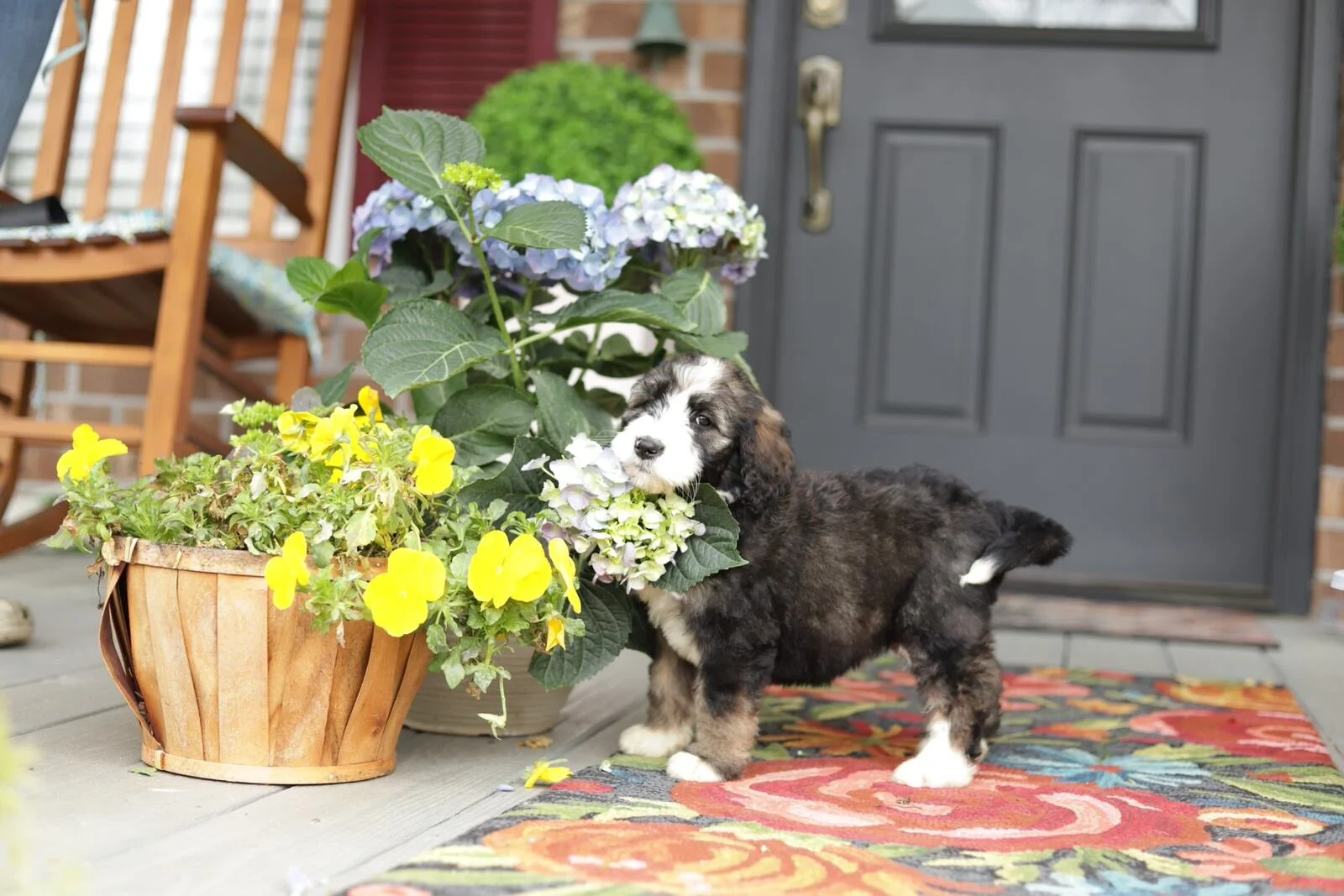 Cobblestone Fawn Sold! To the Leman family in California!