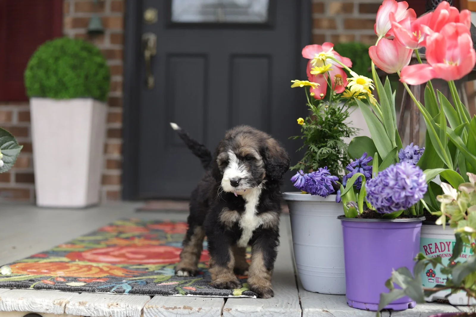 Cobblestone Feather Sold! To the Leman family in California!