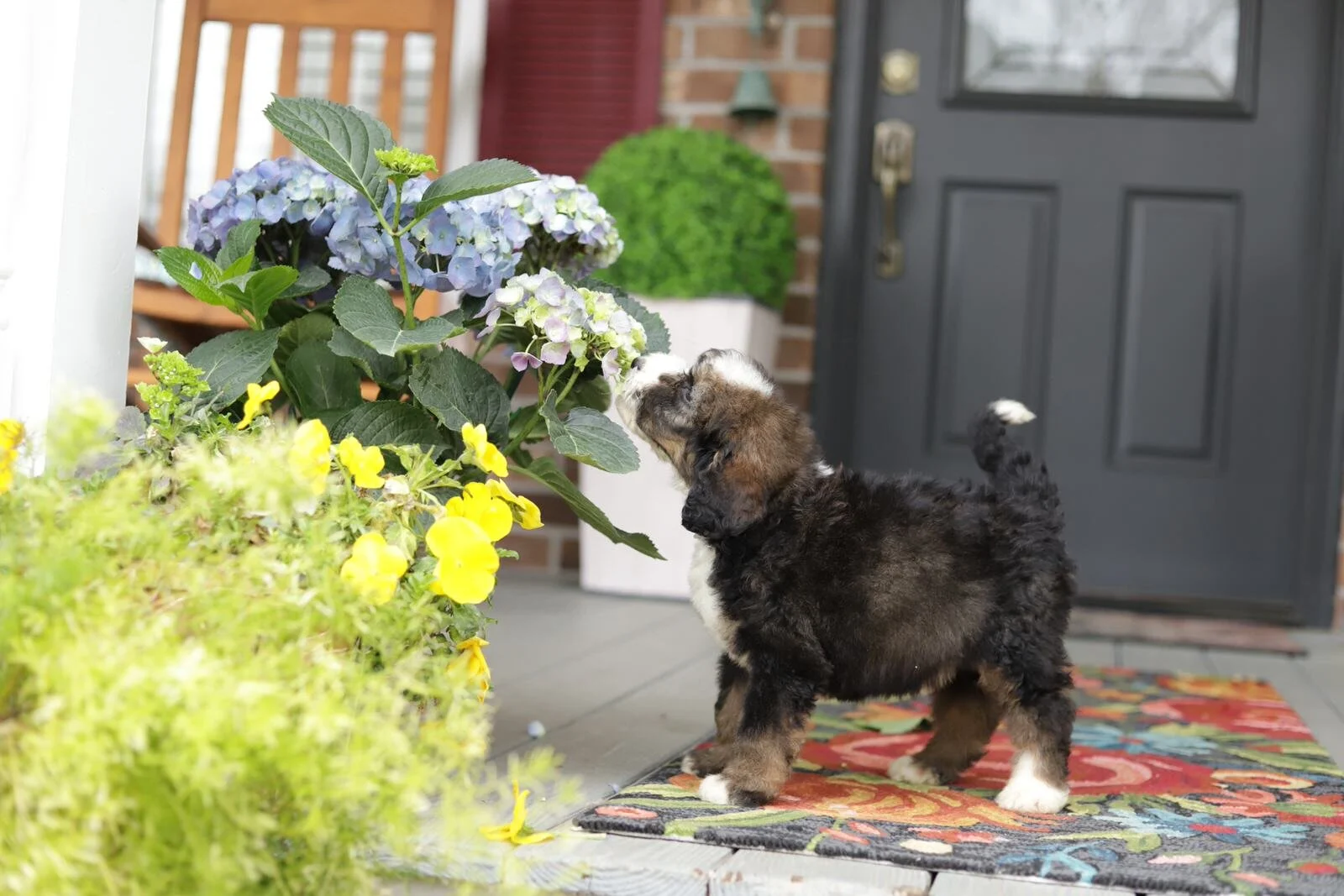 Cobblestone Willow (I'm SOLD to a happy NC family!)