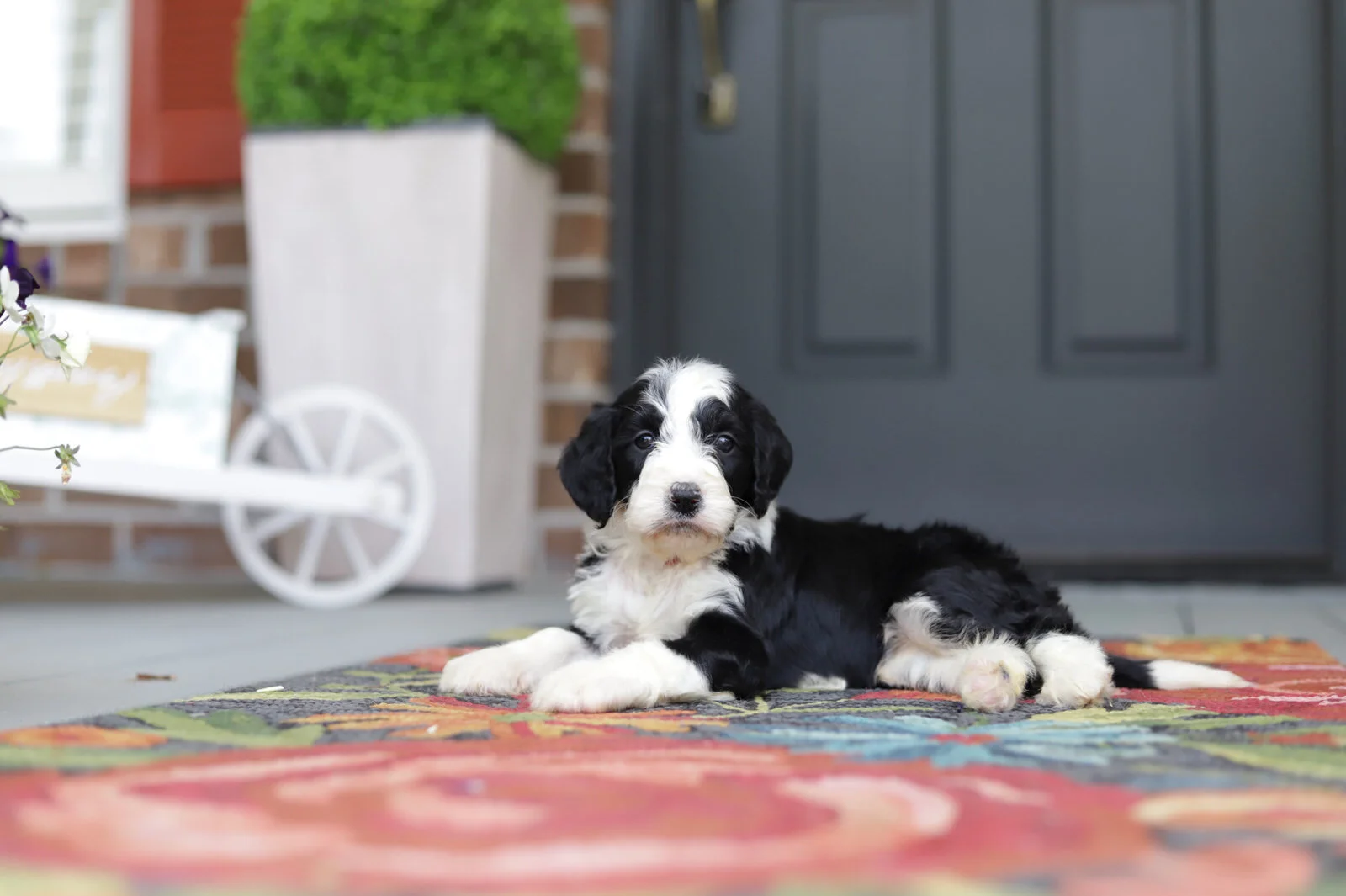 Cobblestone Mary Had A Little Lamb Sold to Tennessee!