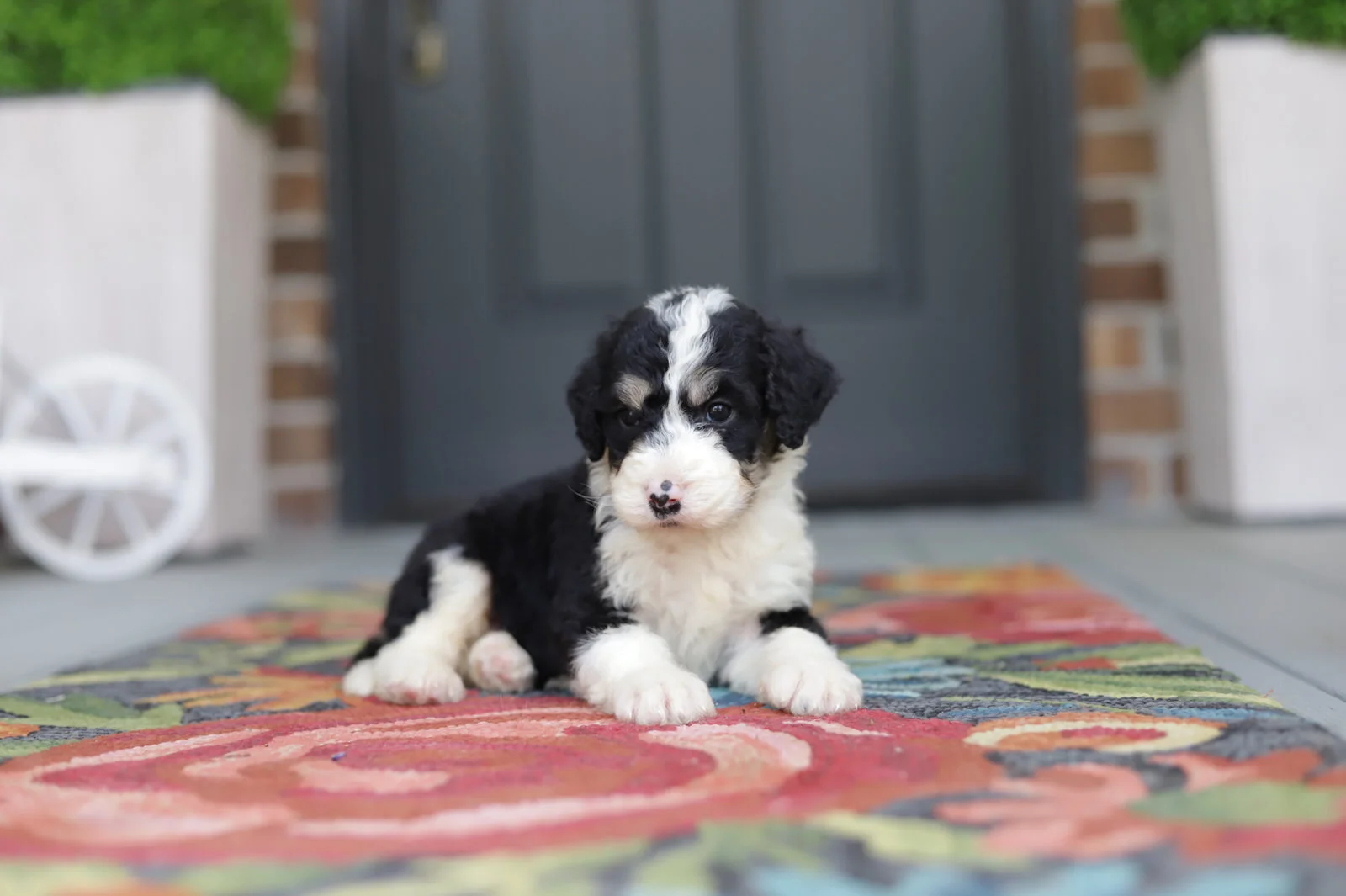 Cobblestone Little Boy Blue Sold to Amy in California!