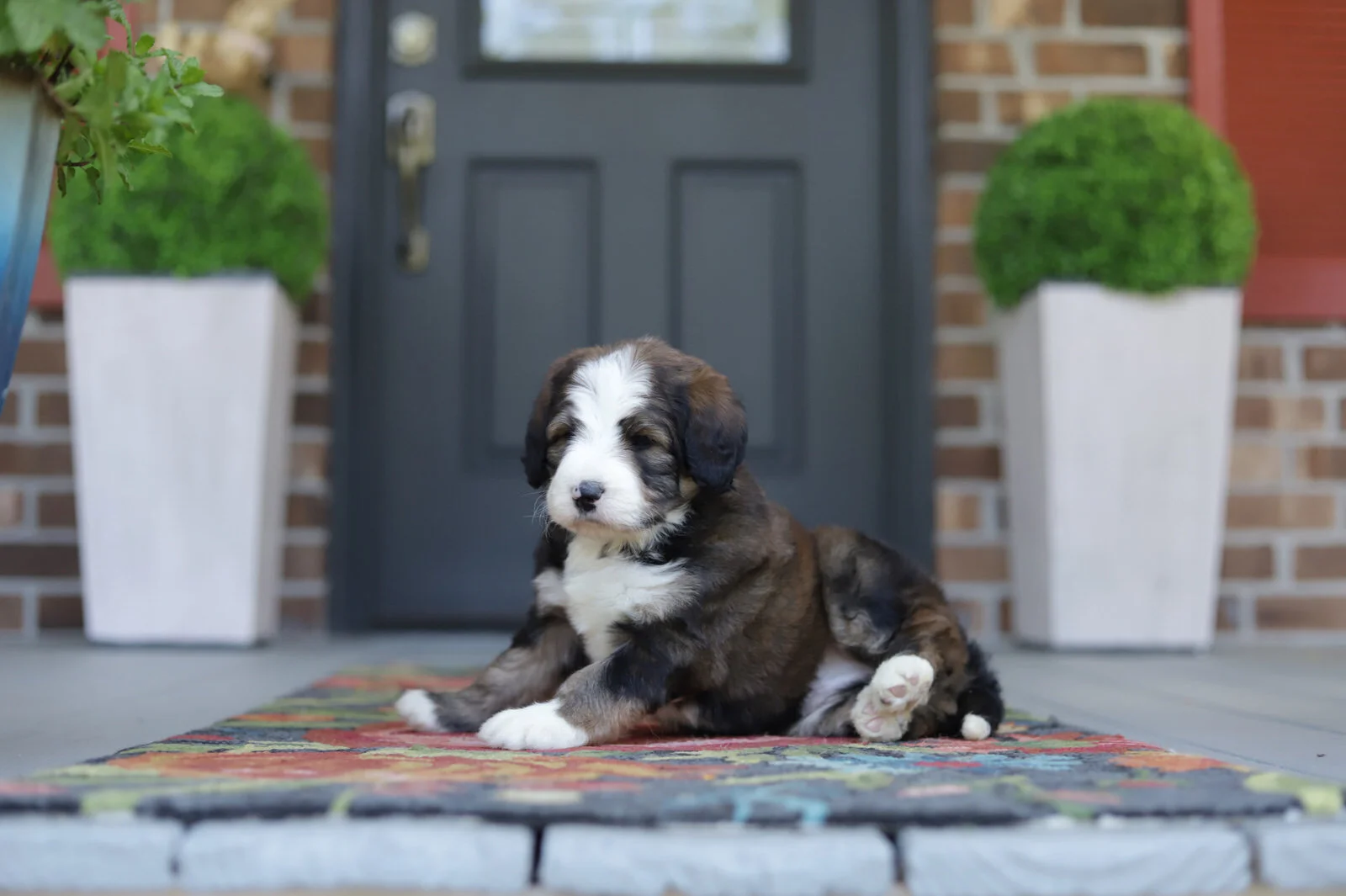 Cobblestone Stymie - Sold