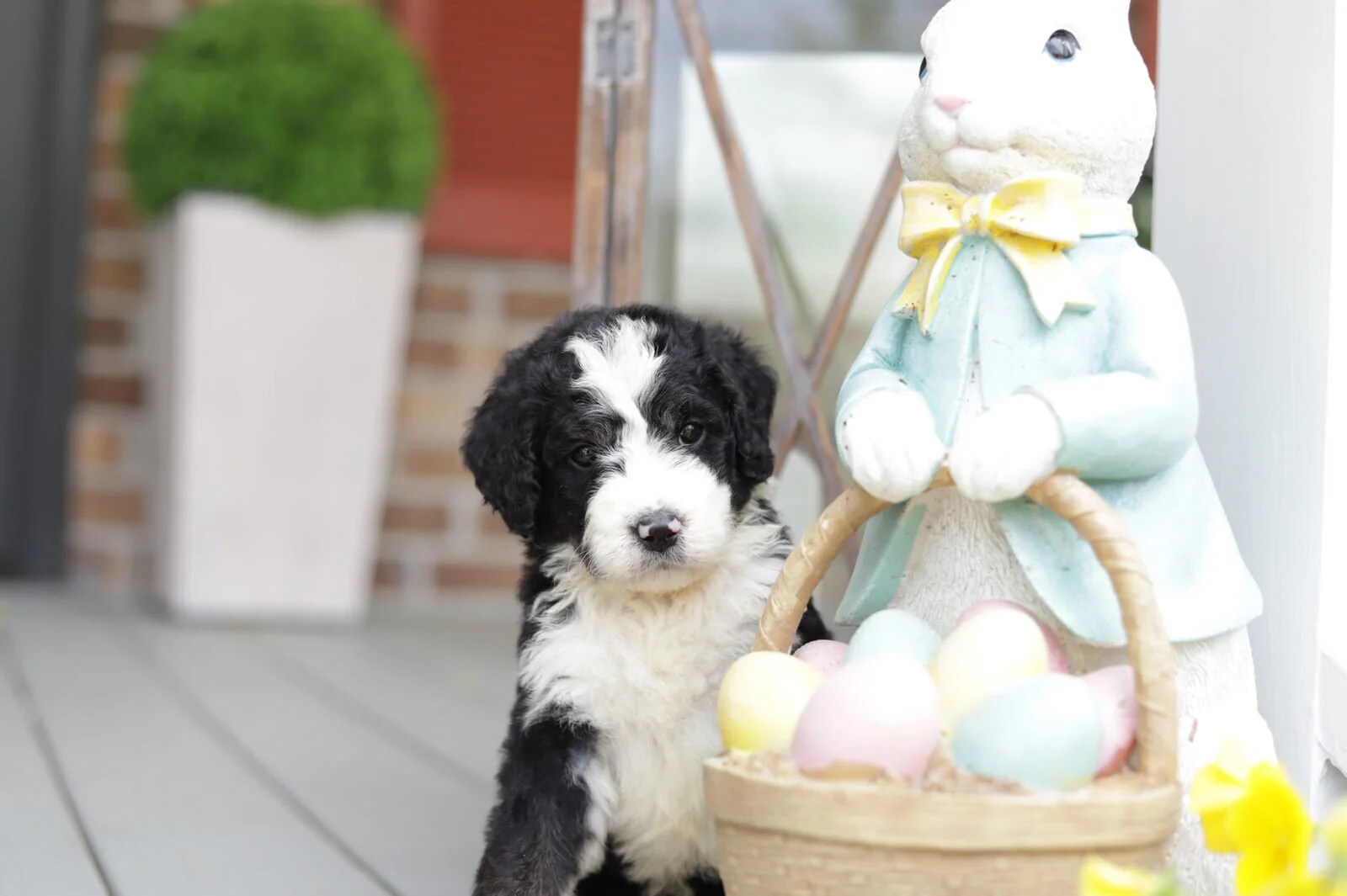 Cobblestone Little Jack Horner (Pending for Katie in California!)