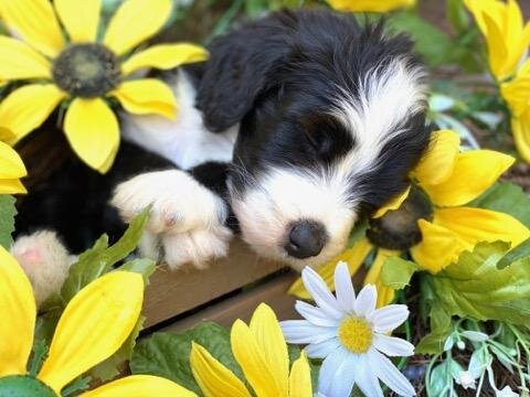 Cobblestone Vanity "Sorry I'm Sold!"