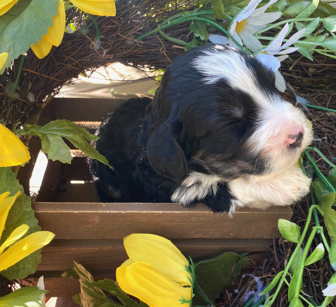 Cobblestone Hannity  I'm SOLD to Lisa North Carolina!