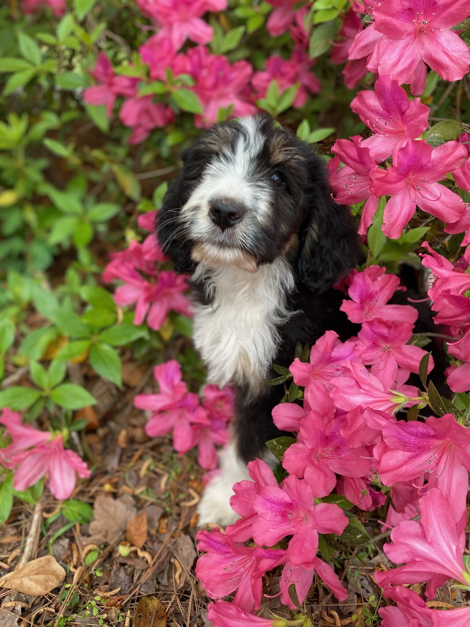Cobblestone Tulip "I'm SOLD to Alexandra in Virginia!"