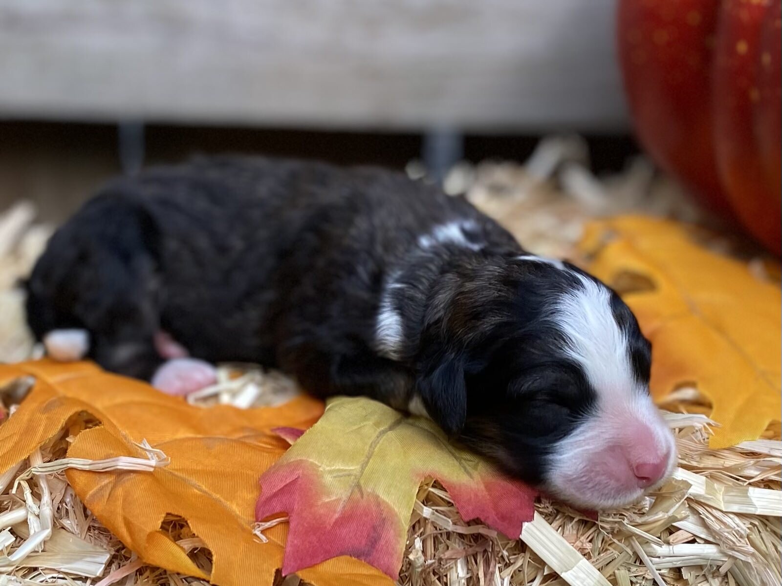Cobblestone Autumn Leaves "I'm SOLD to Collier in Texas!"
